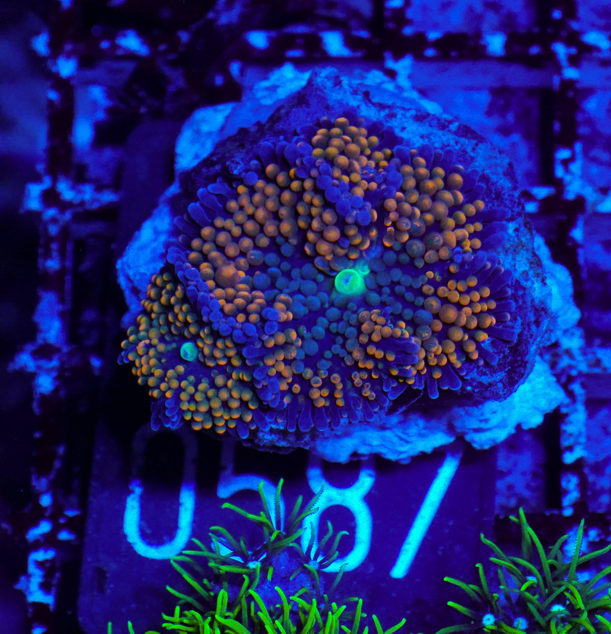 Ricordea florida "green"