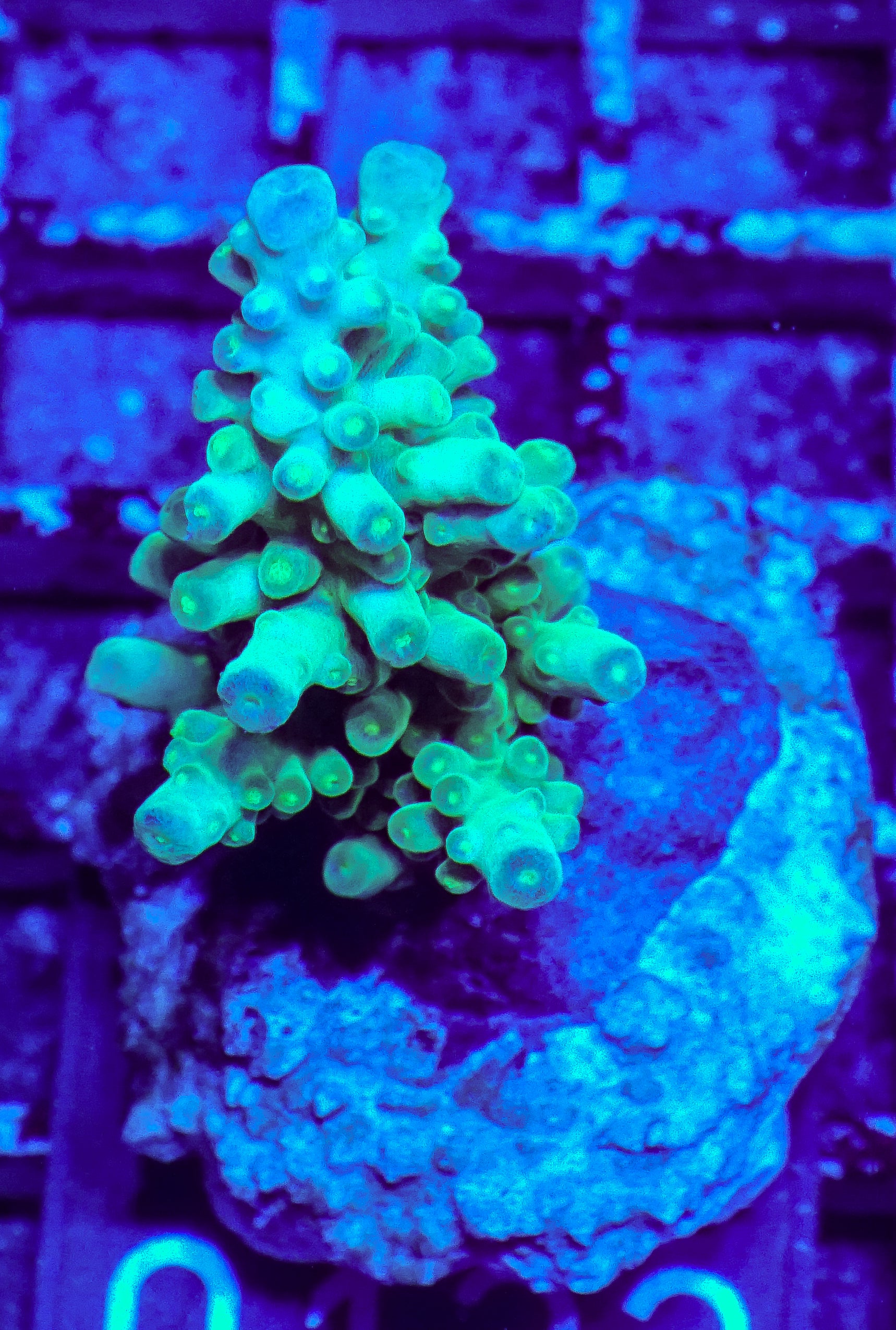Acropora austera “golden age”