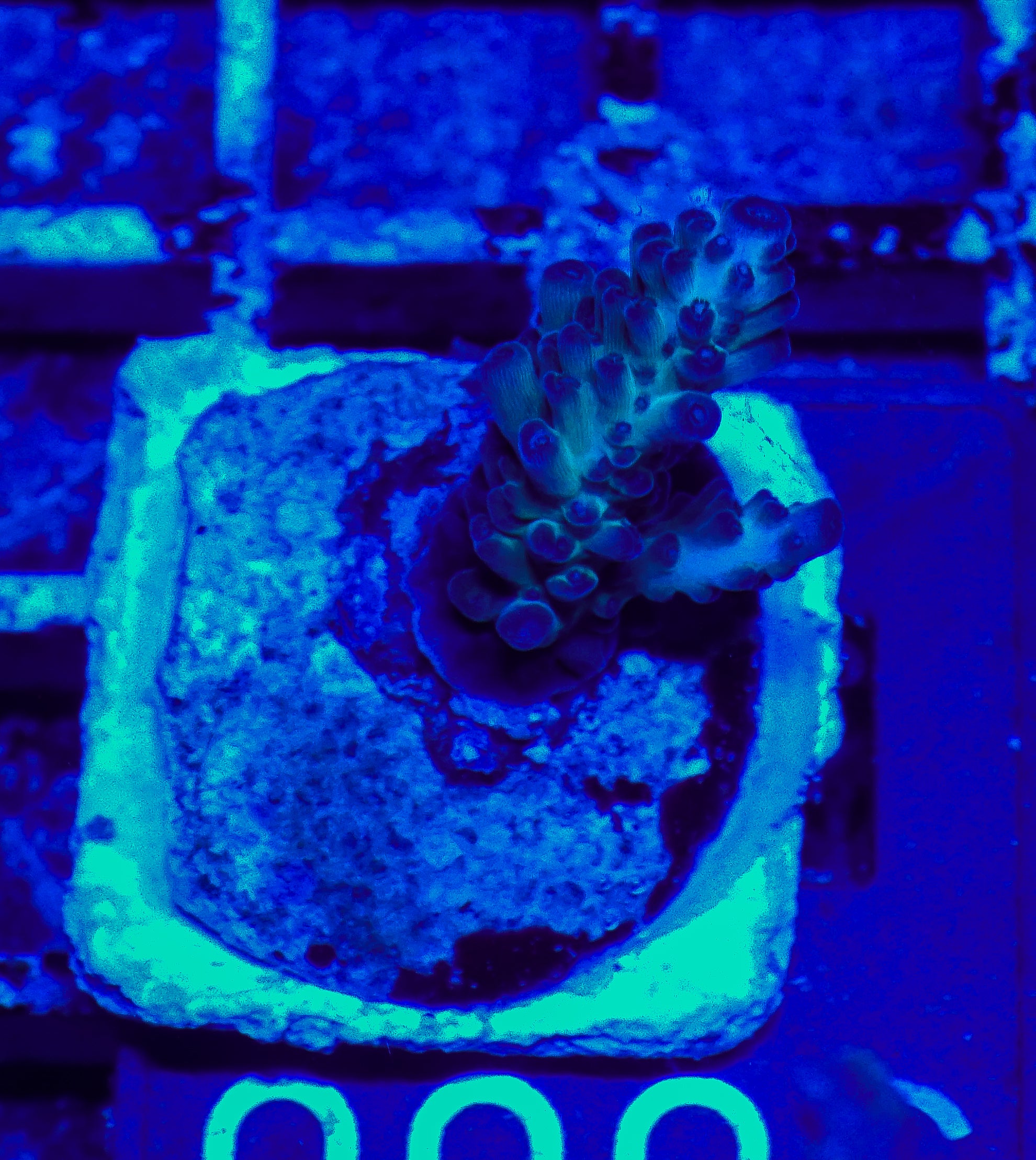 Acropora sp. "Ronnies dream"