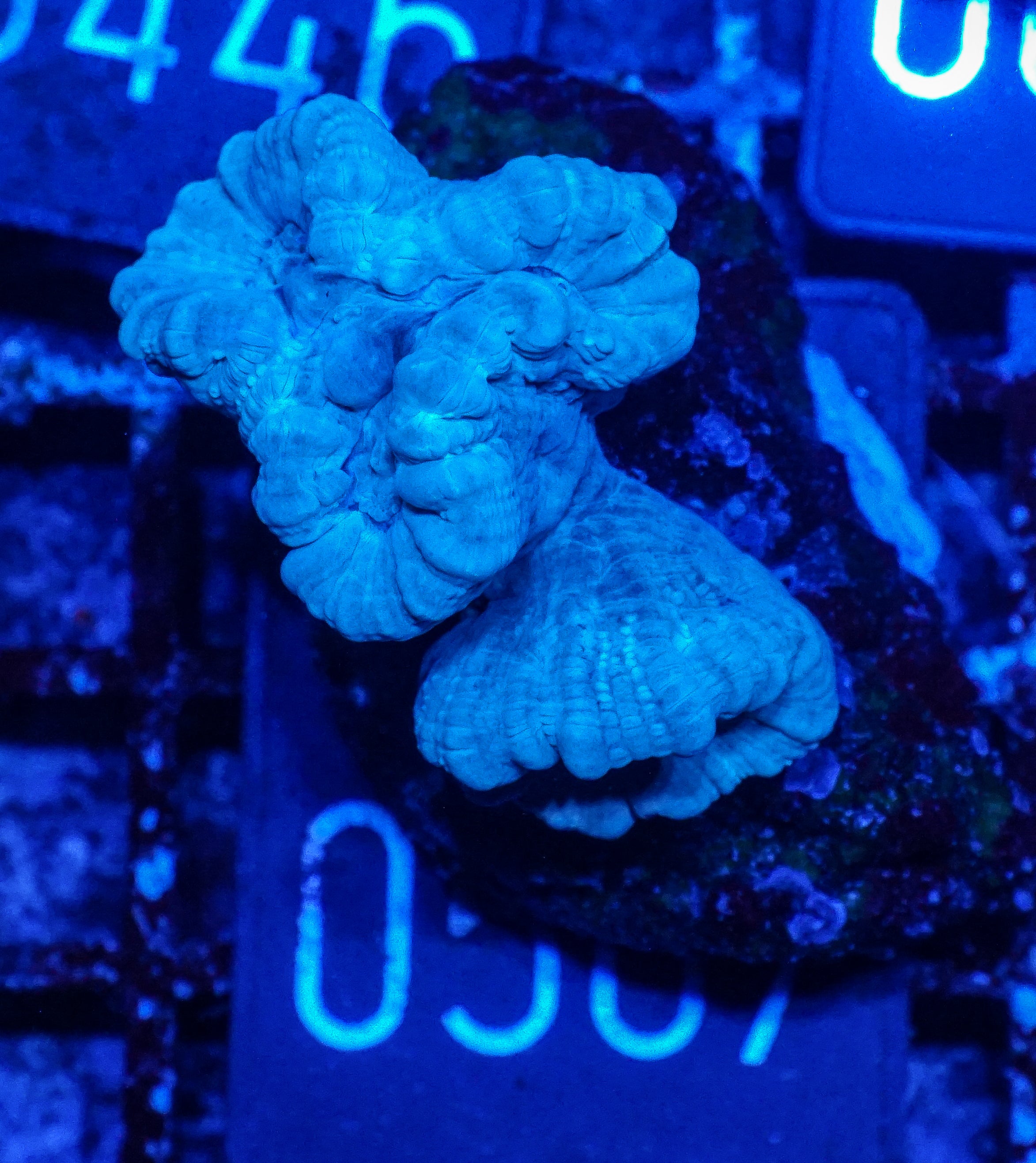 Caulastraea furcata "blau"