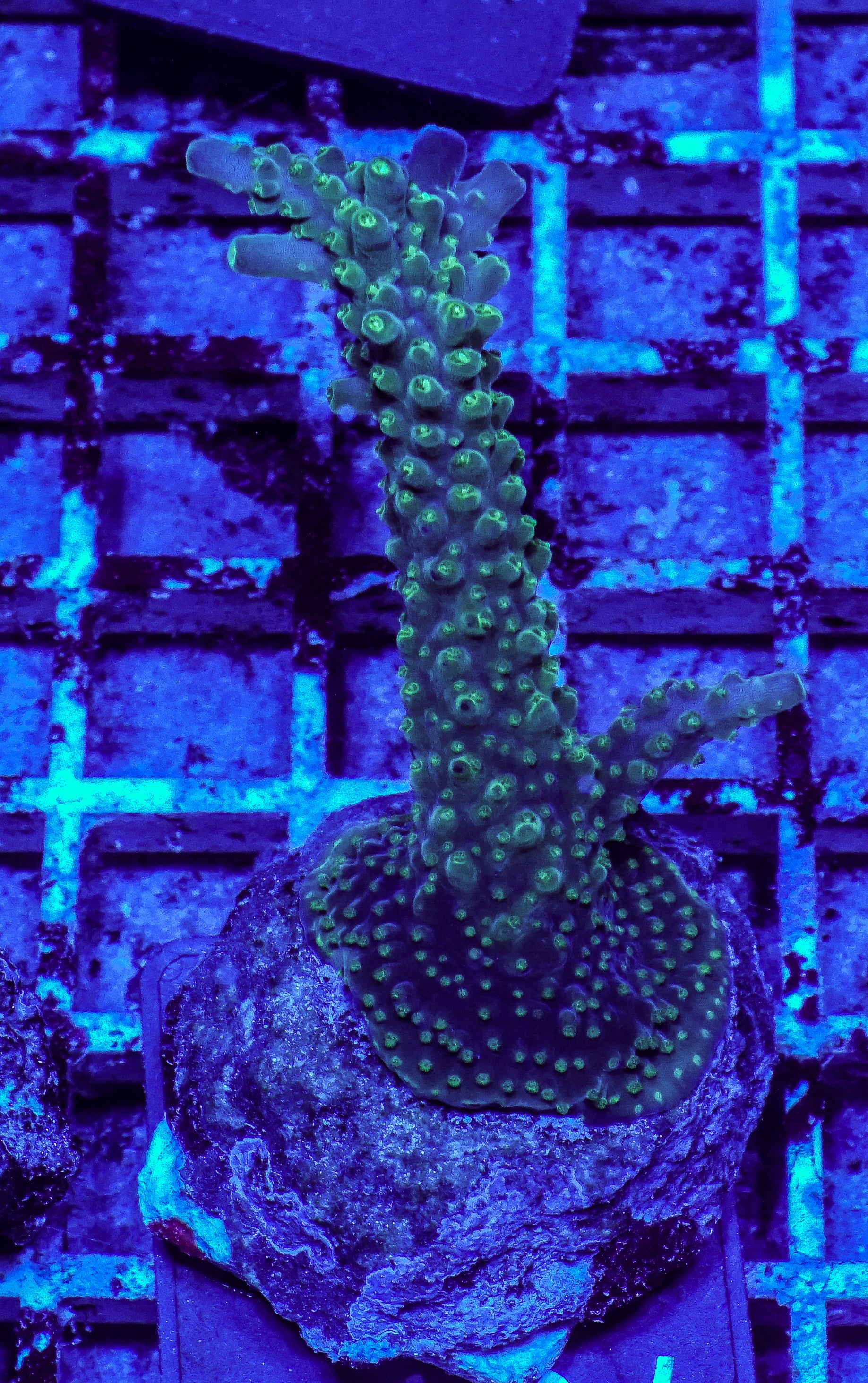 Acropora secale “Joker”