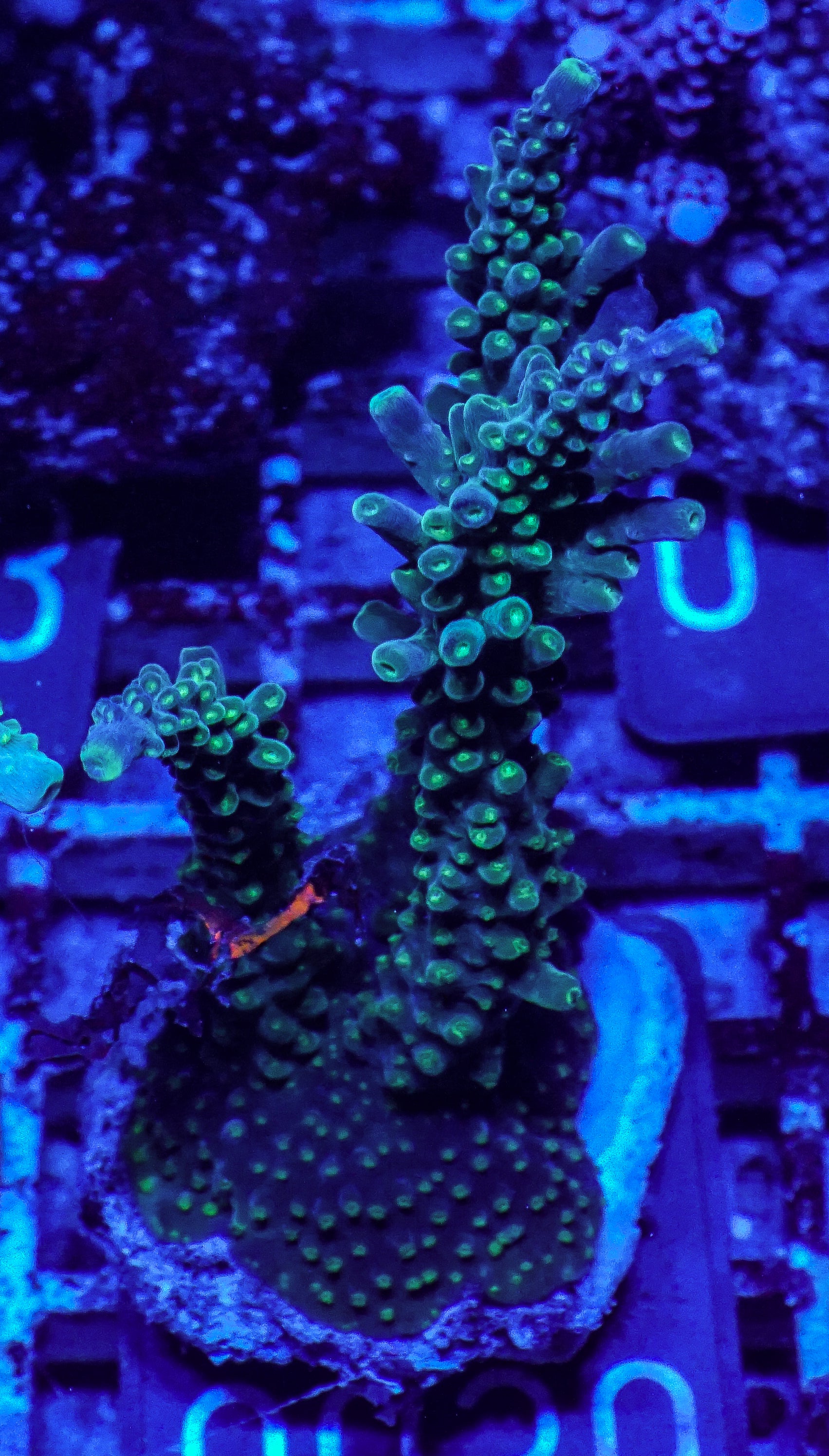 Acropora secale “Joker”