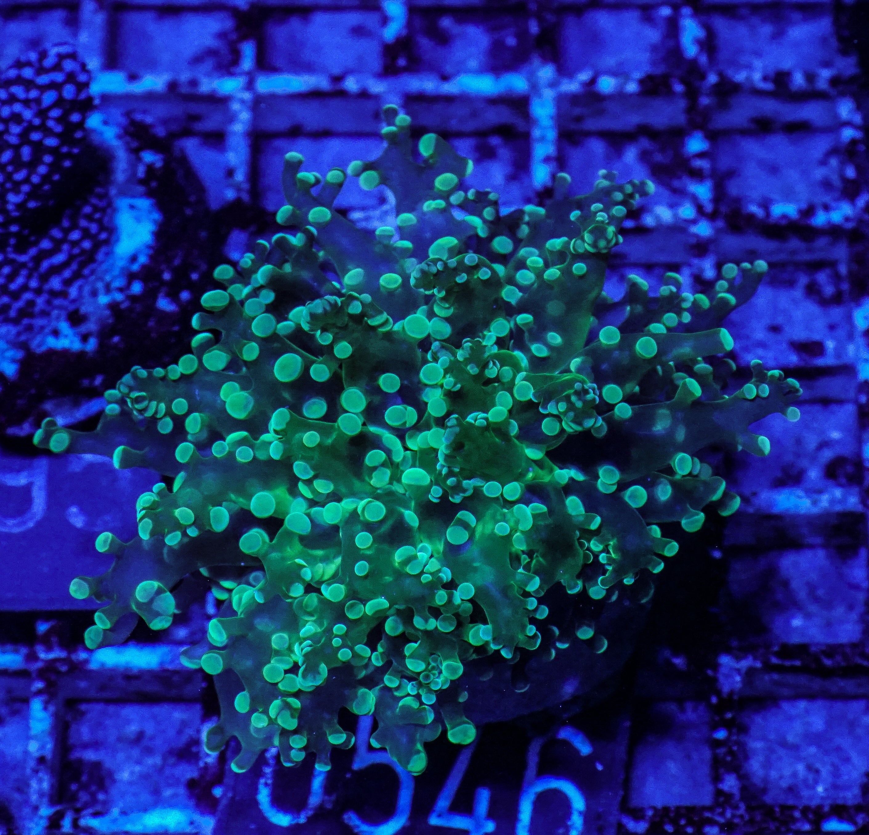 Euphyllia/Fimbriaphyllia yaeyamaensis