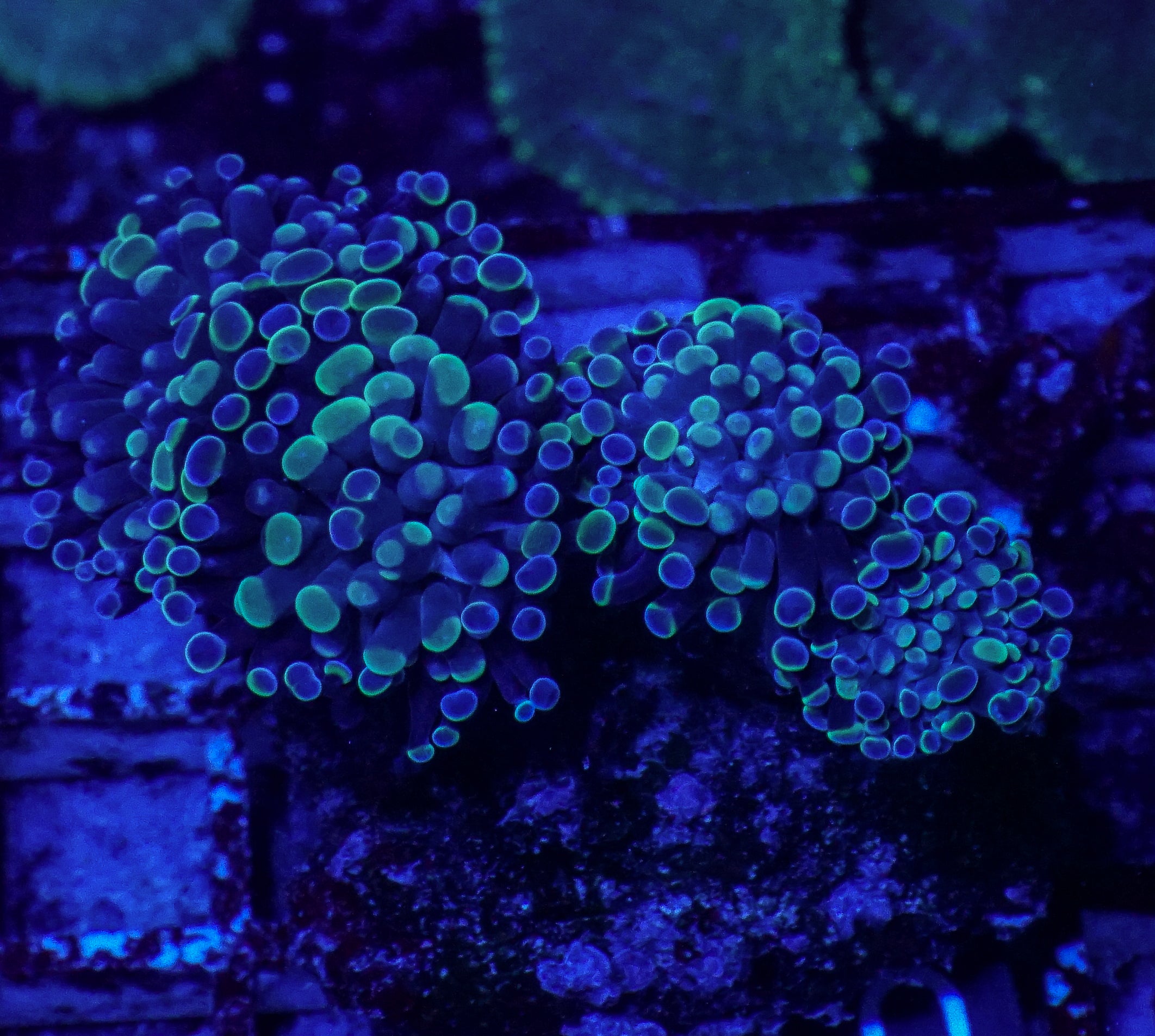 Euphyllia/Fimbriaphyllia paraancora