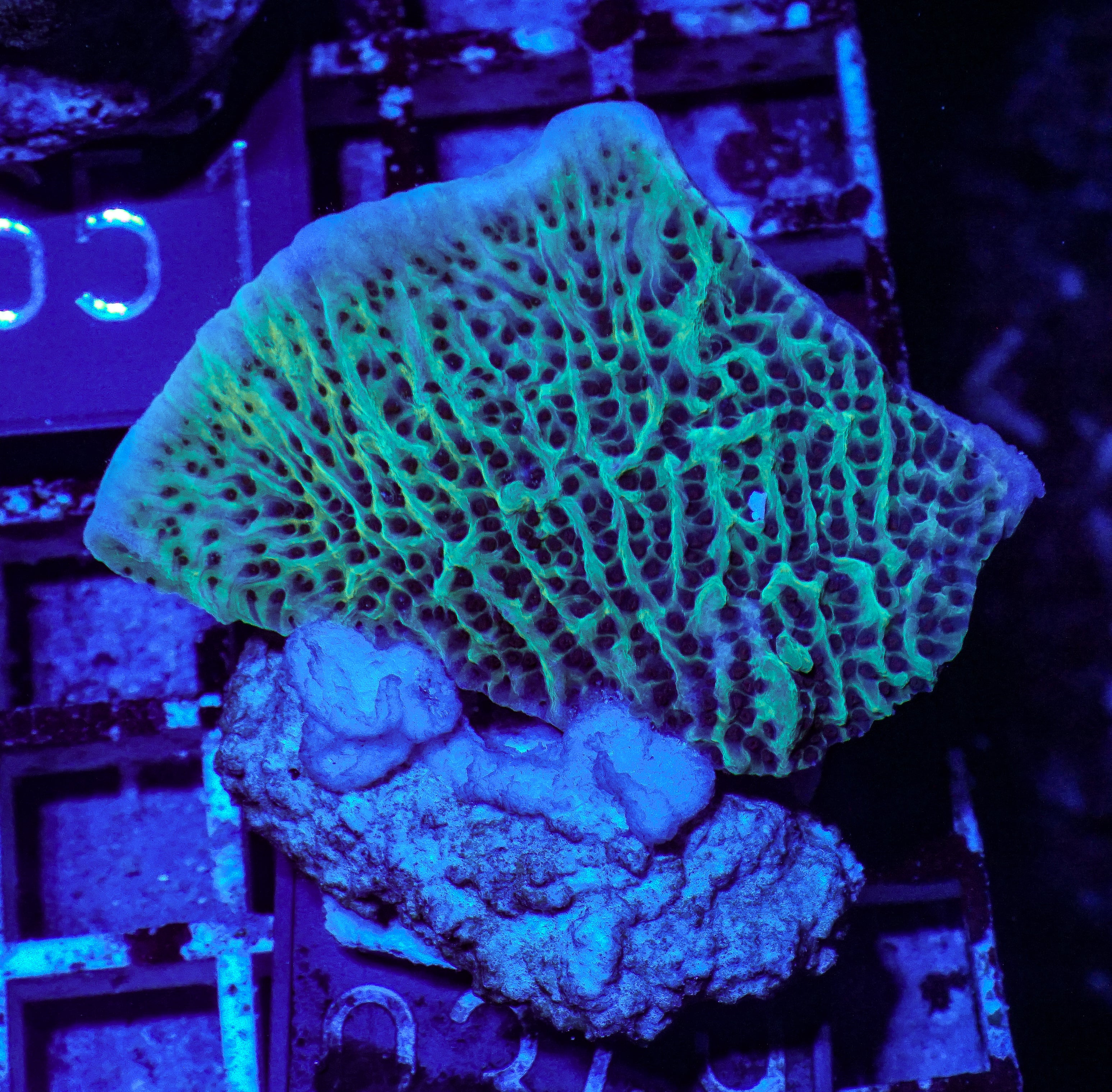 Montipora undata/danae "red"