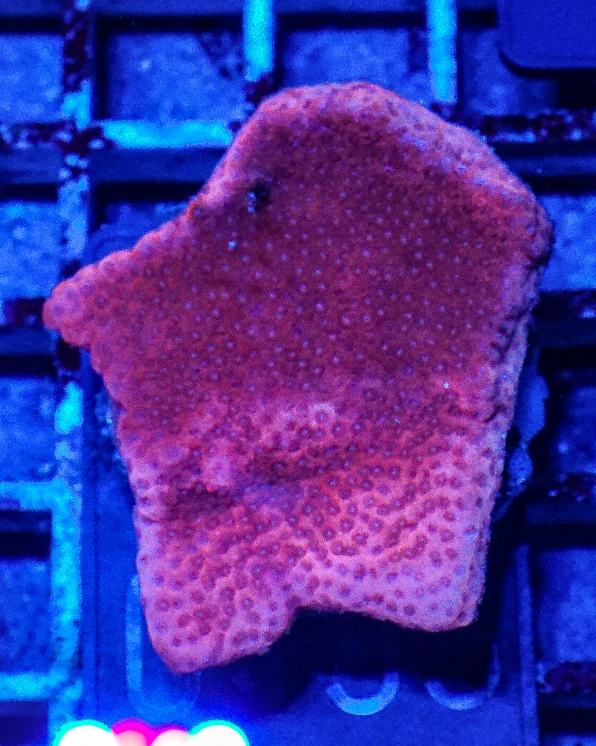 Montipora mollis "red dragon"