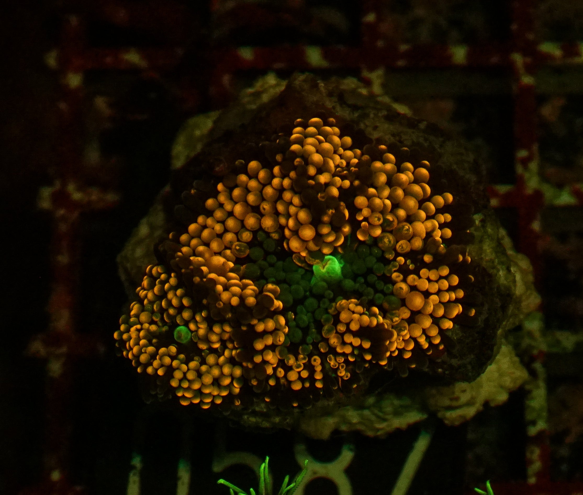 Ricordea florida "green"