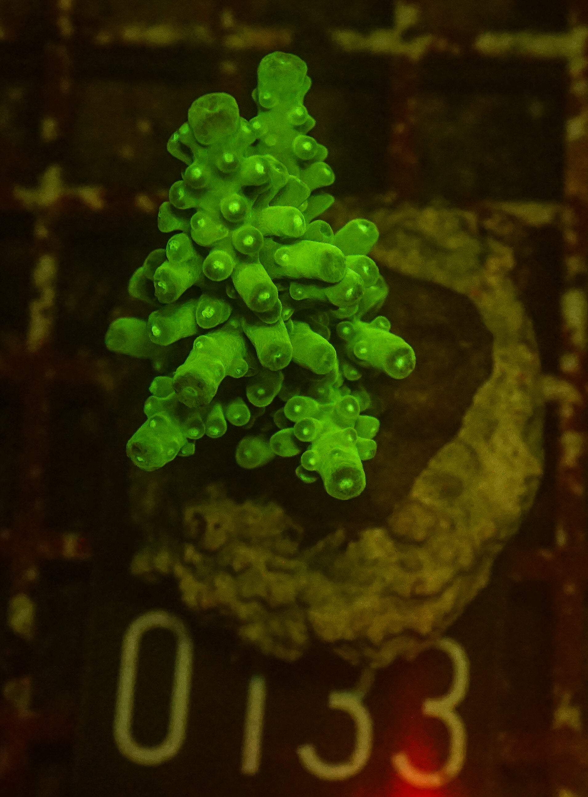 Acropora austera “golden age”