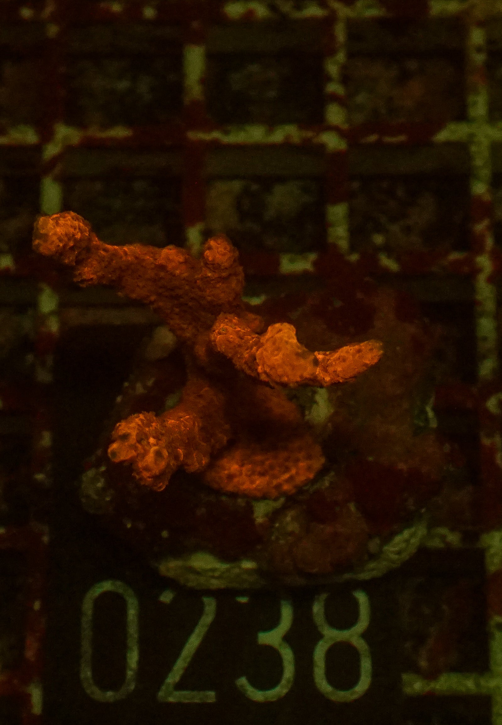 Montipora altasepta "digitata" red