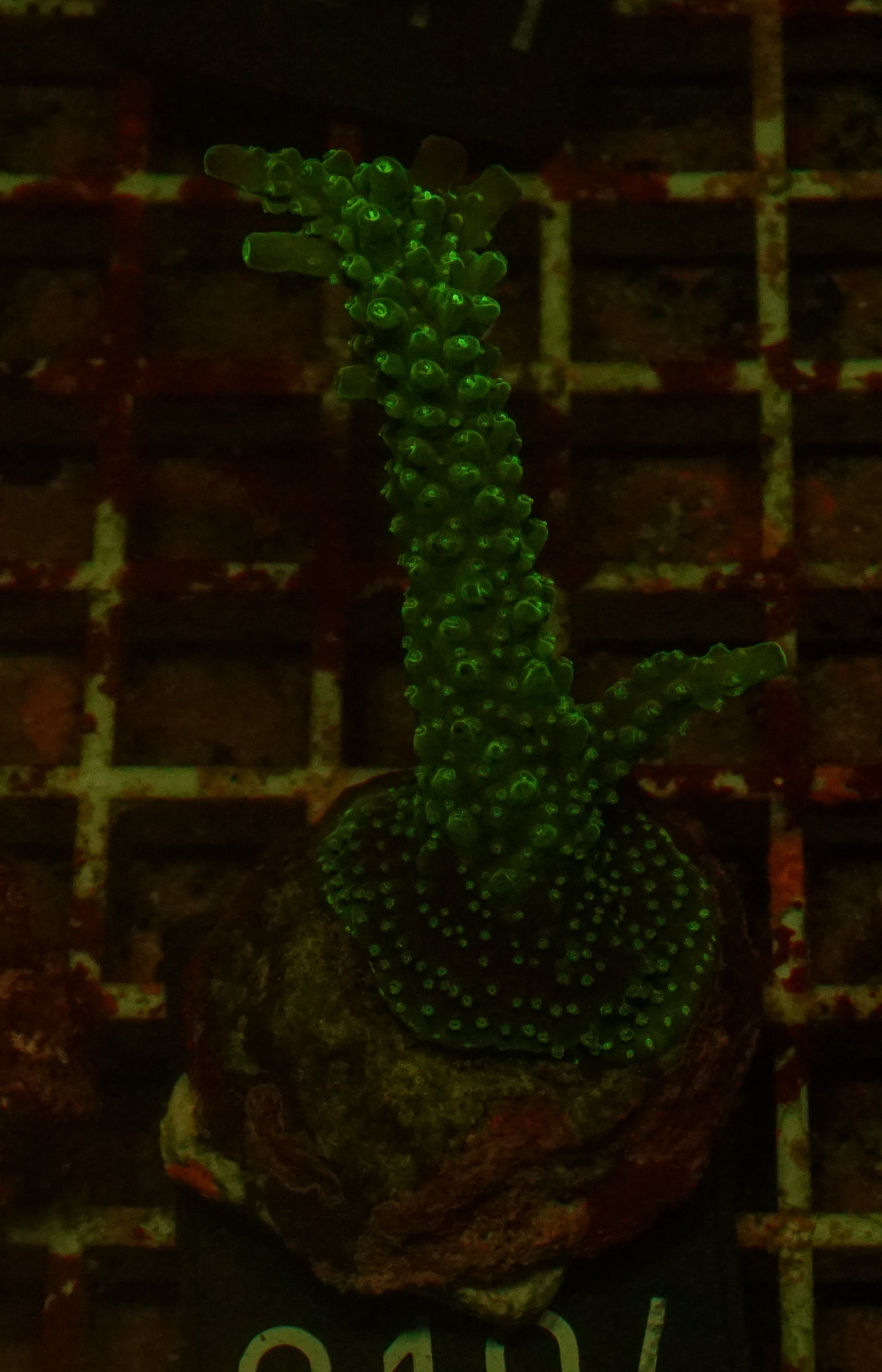 Acropora secale “Joker”