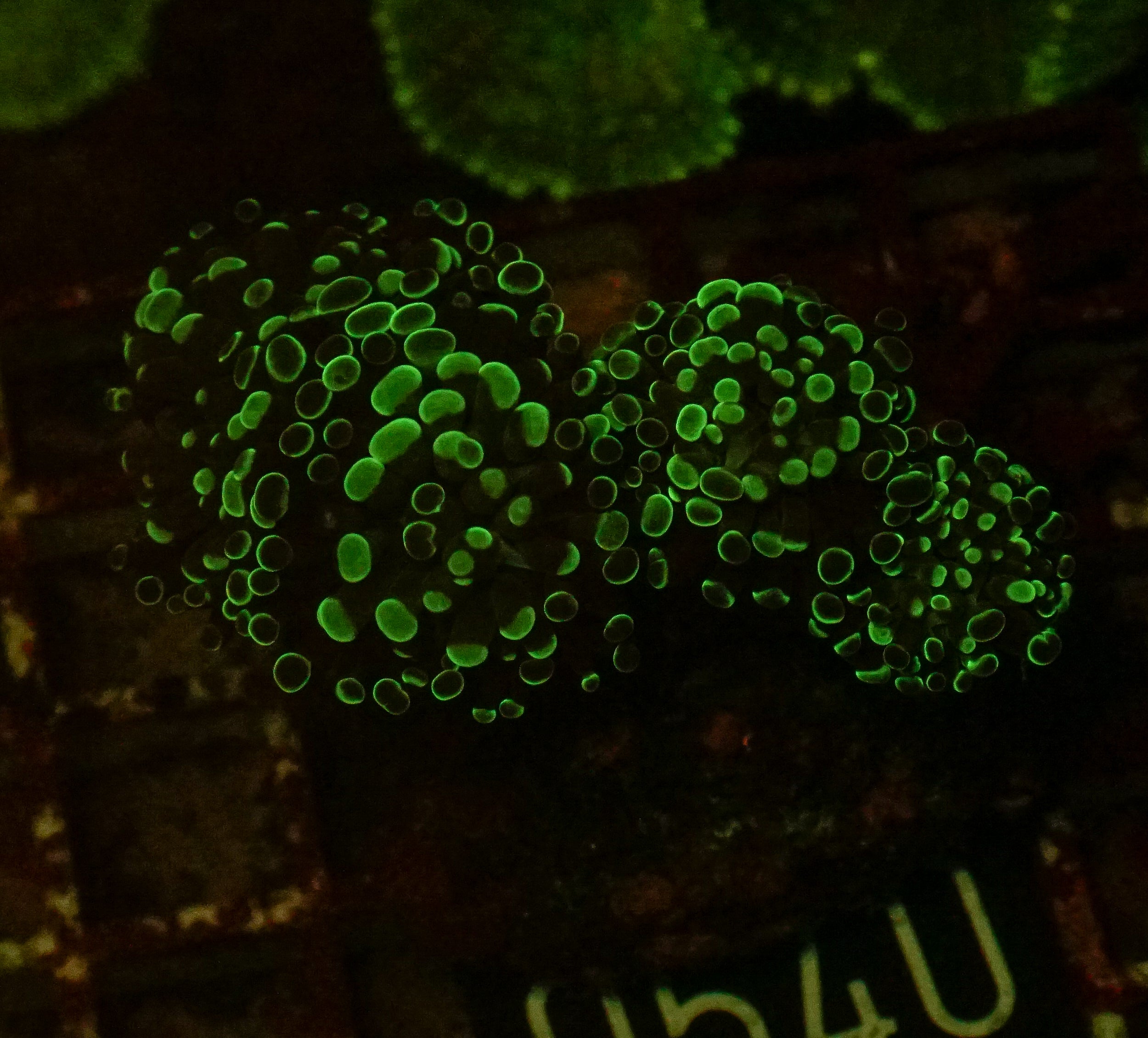 Euphyllia/Fimbriaphyllia paraancora