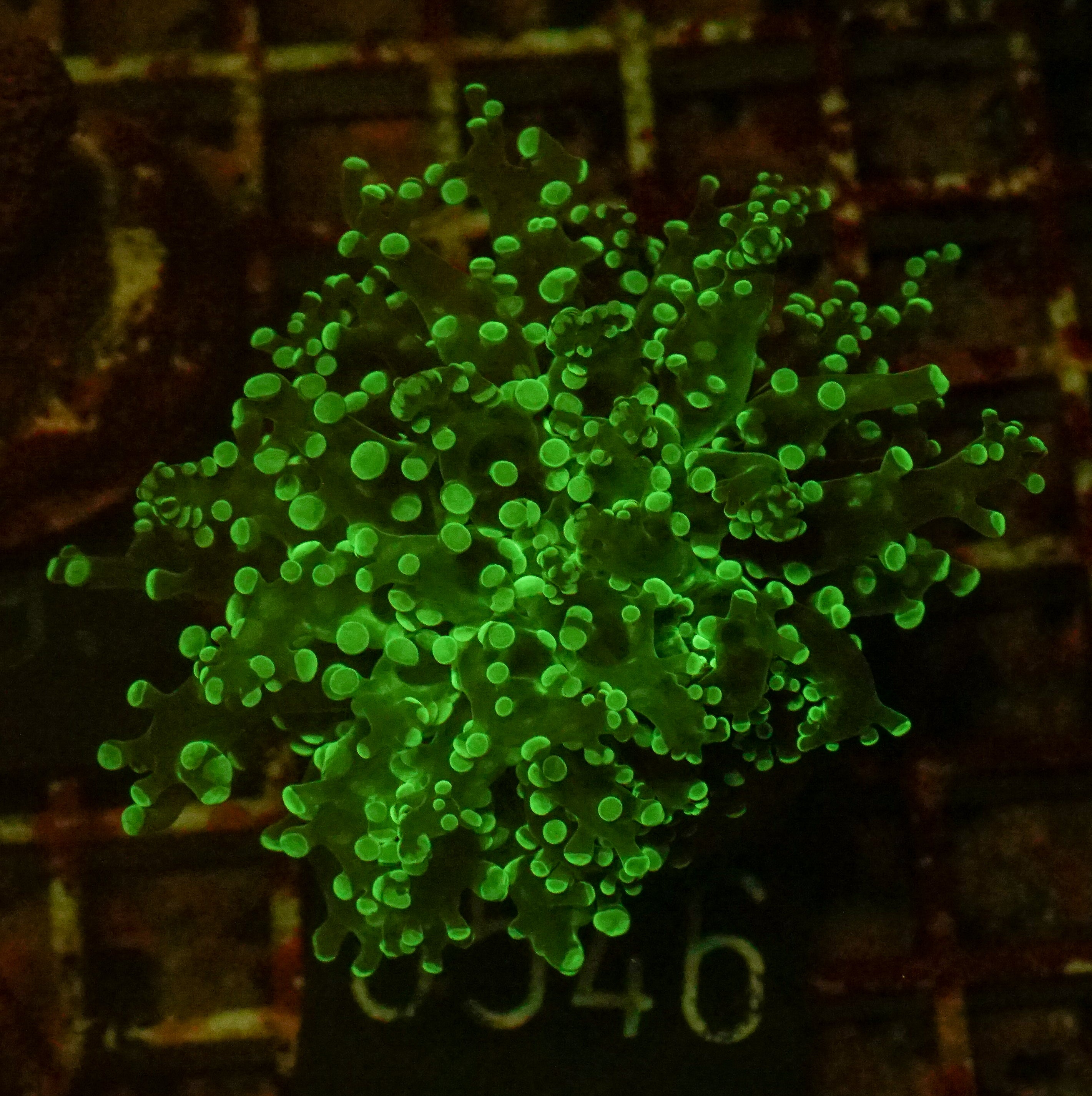 Euphyllia/Fimbriaphyllia yaeyamaensis