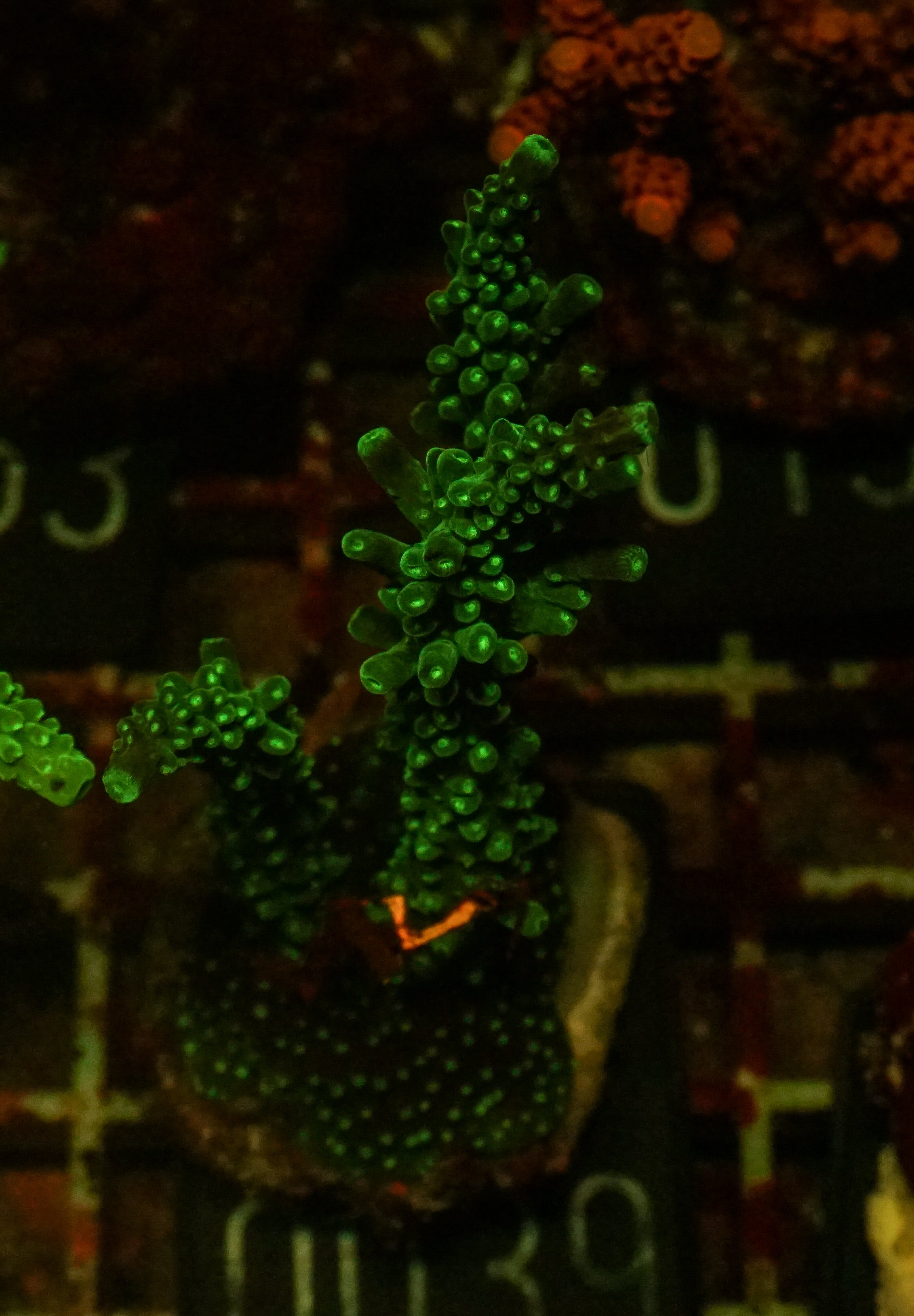Acropora secale “Joker”