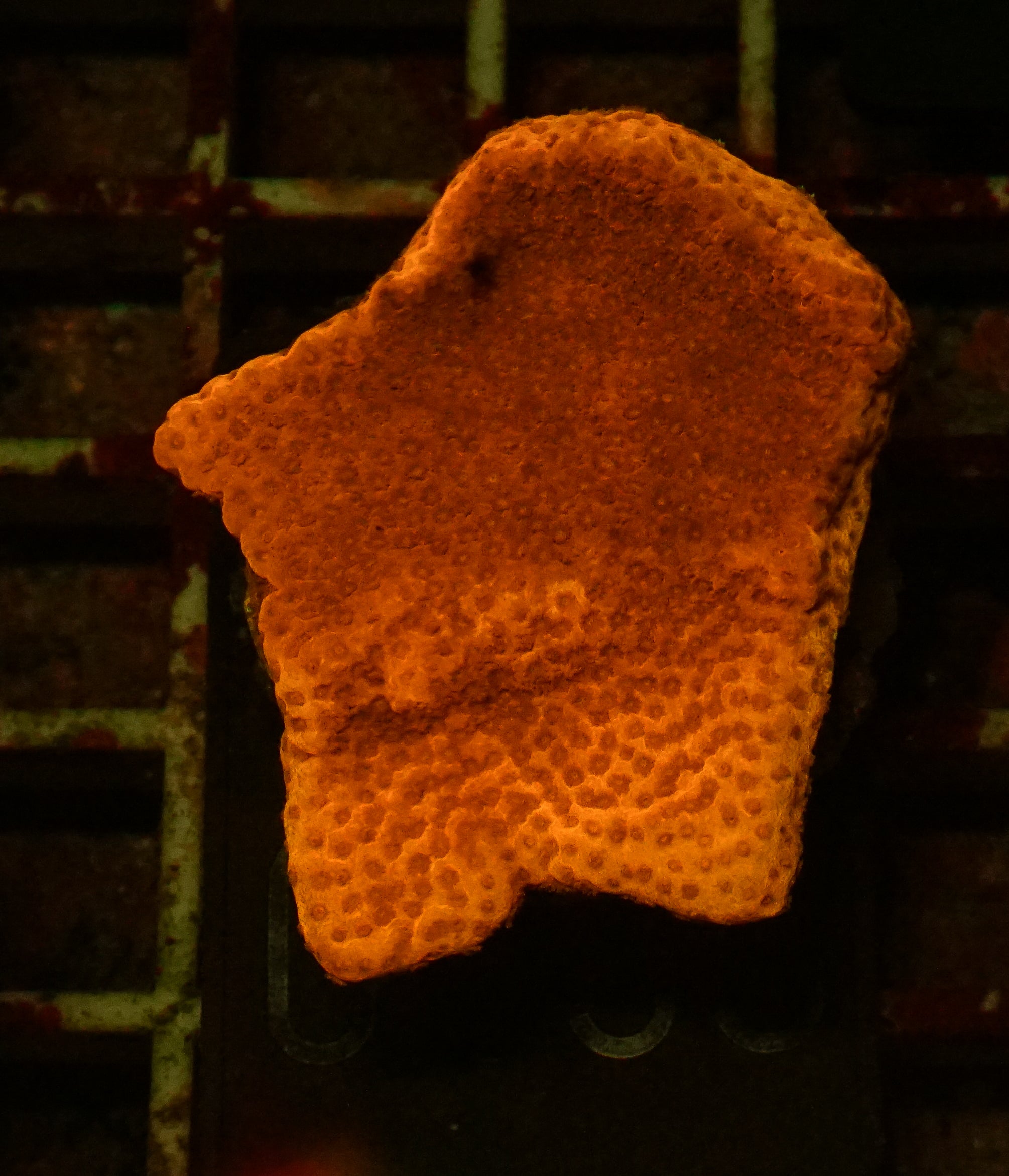 Montipora mollis "red dragon"