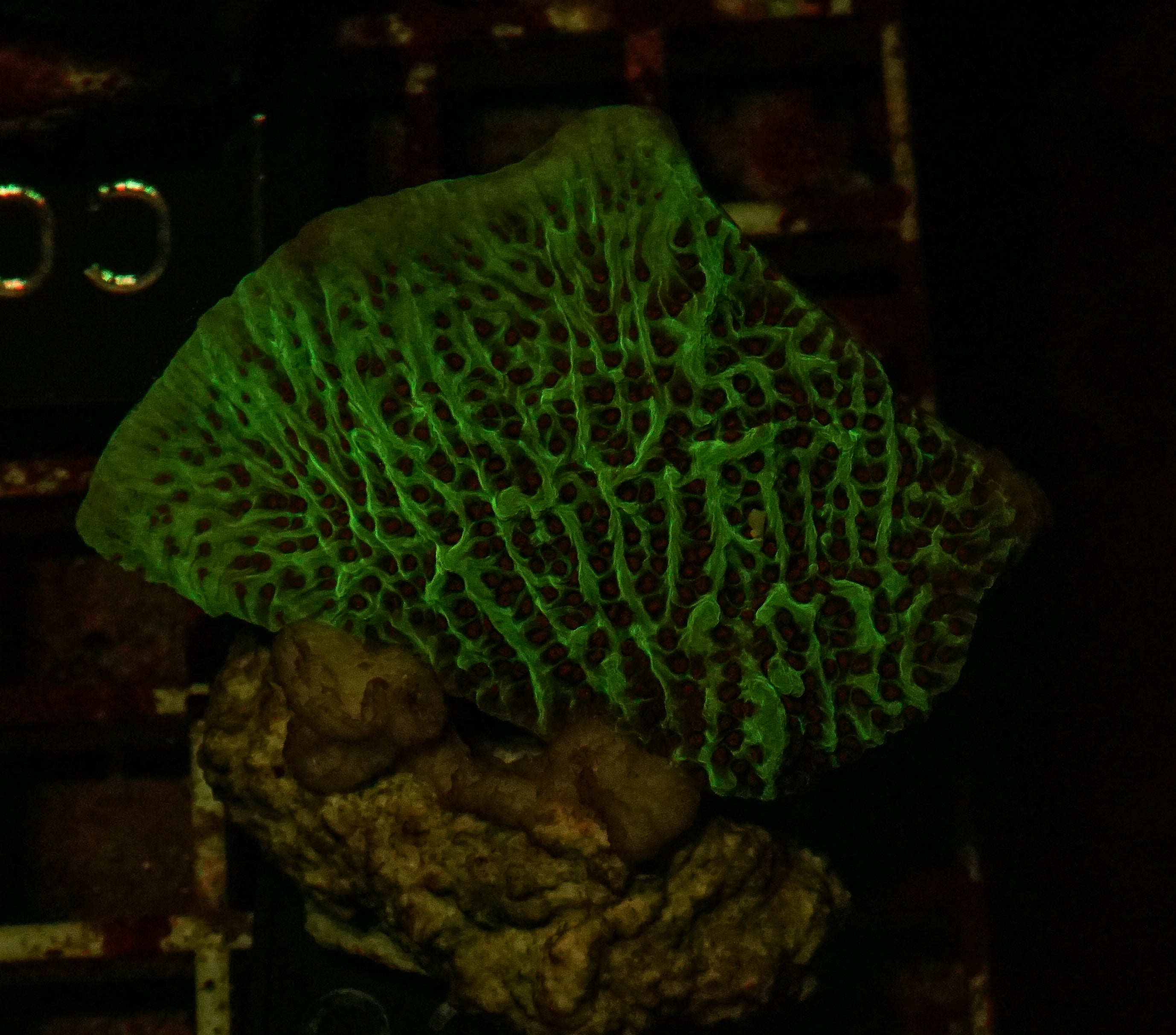 Montipora undata/danae "red"