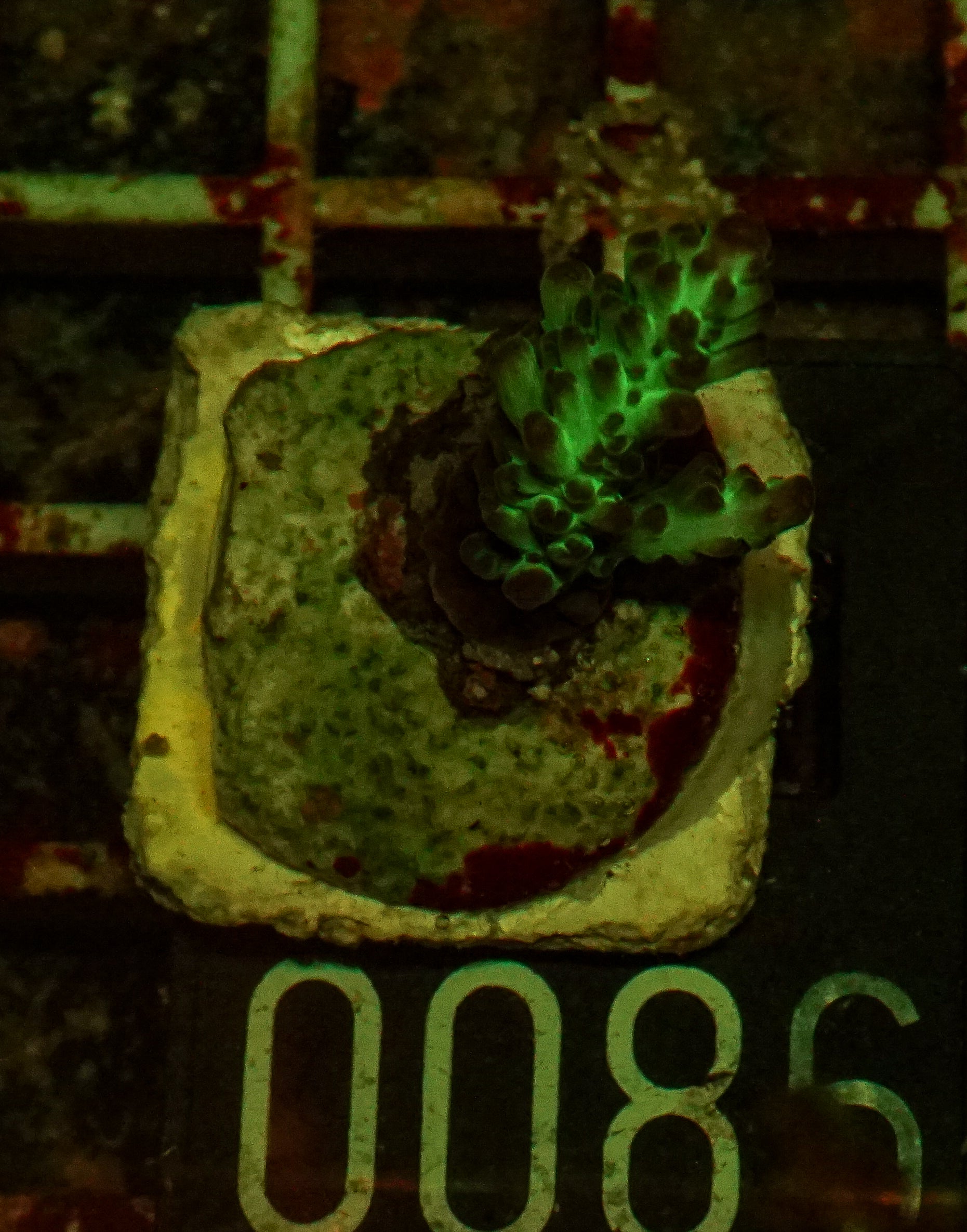 Acropora sp. "Ronnies dream"