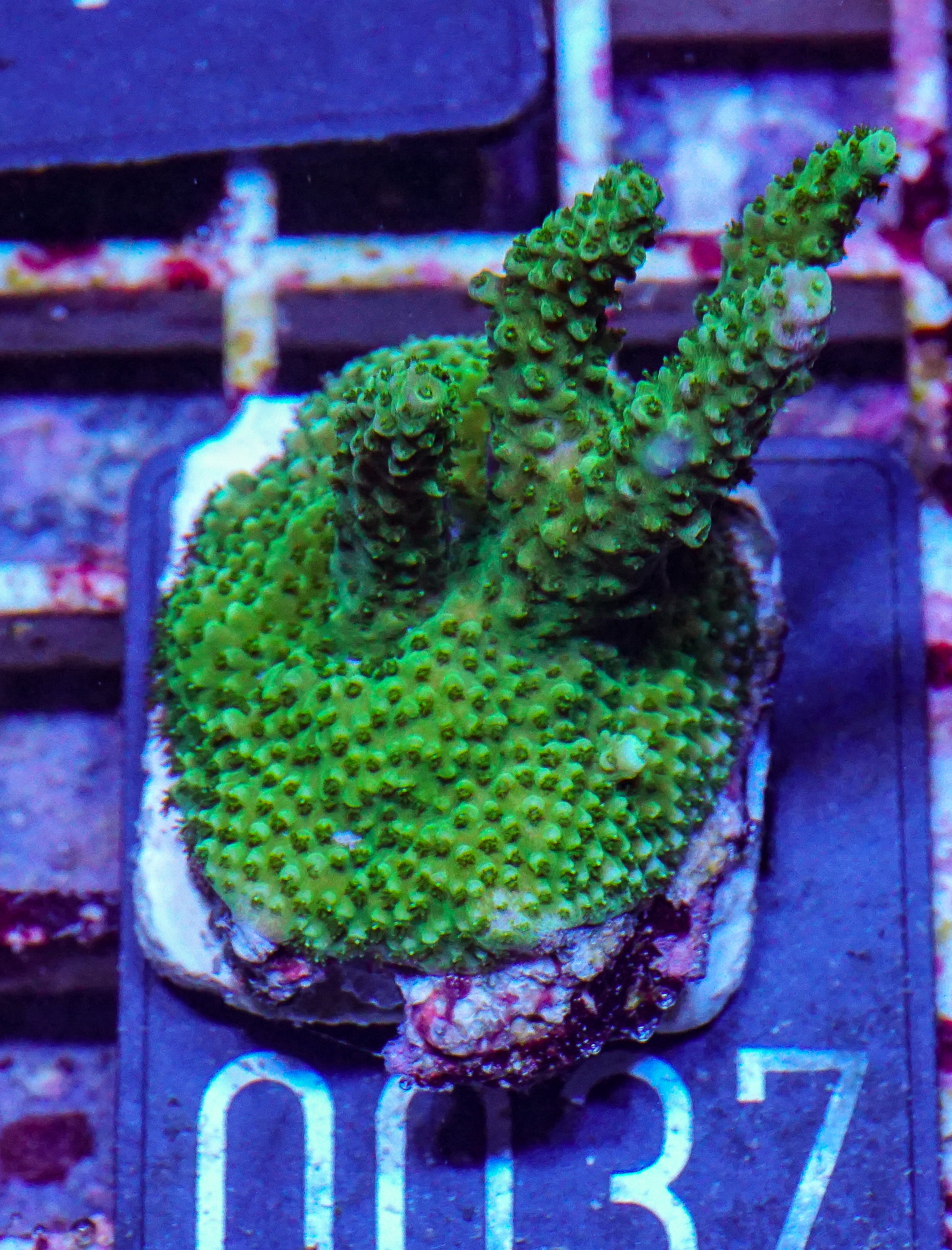 Acropora hyacinthus “green forest”