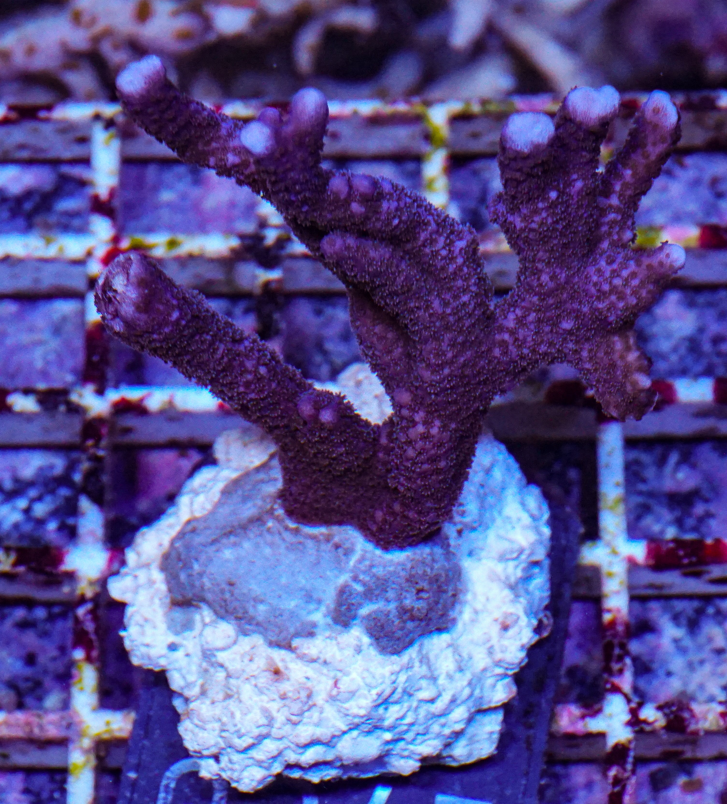 Montipora altasepta "digitata" lila