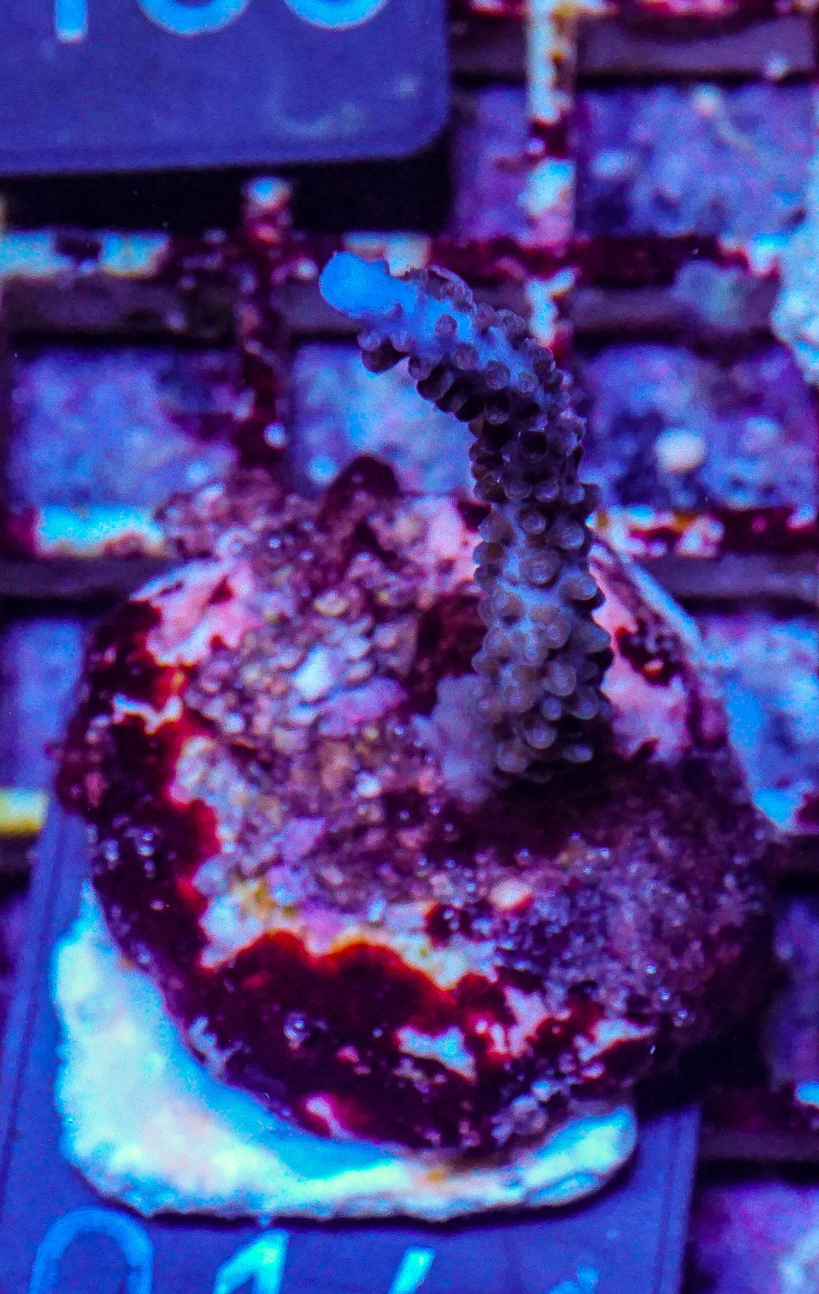 Acropora sp.