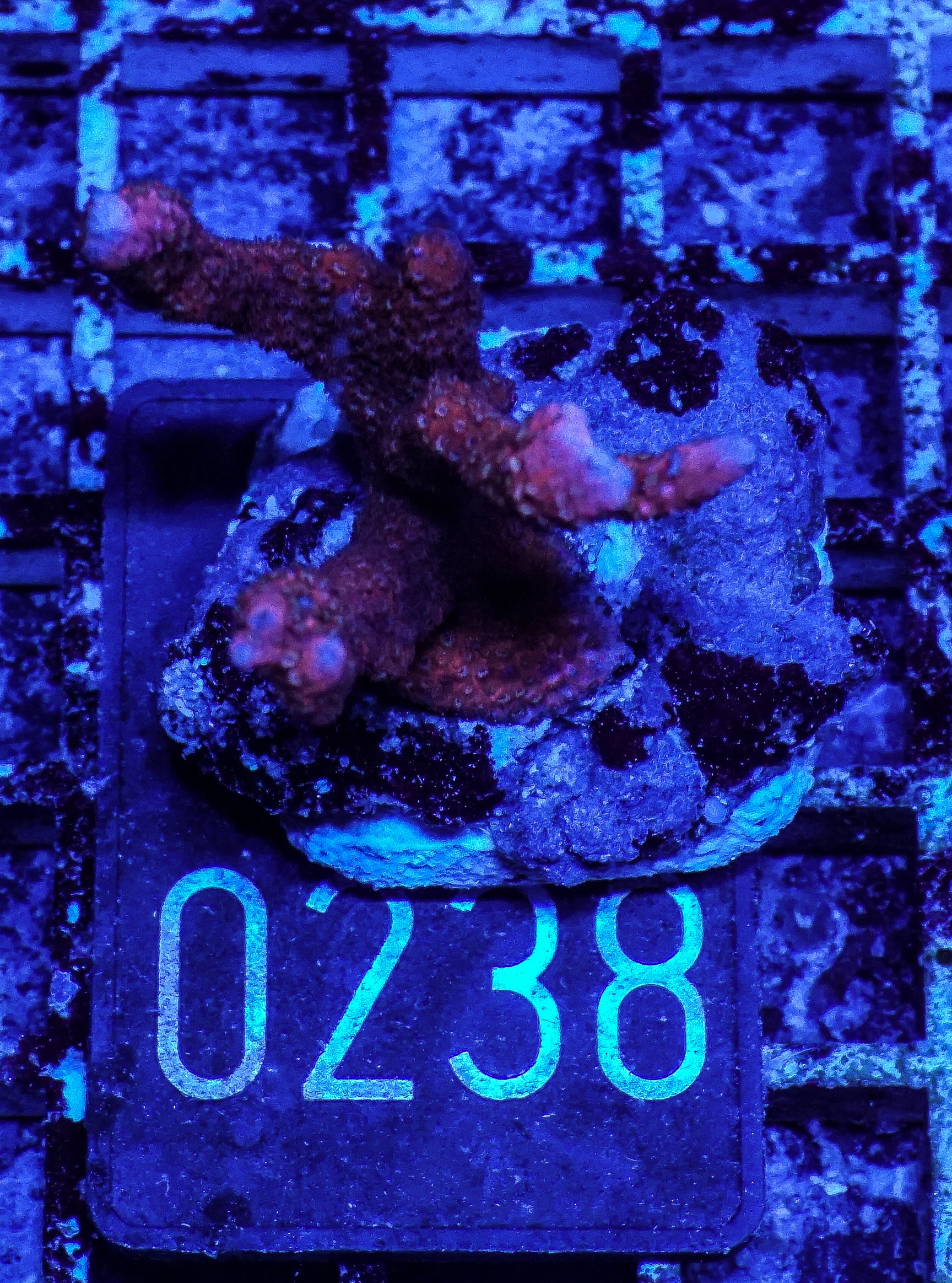 Montipora altasepta "digitata" red