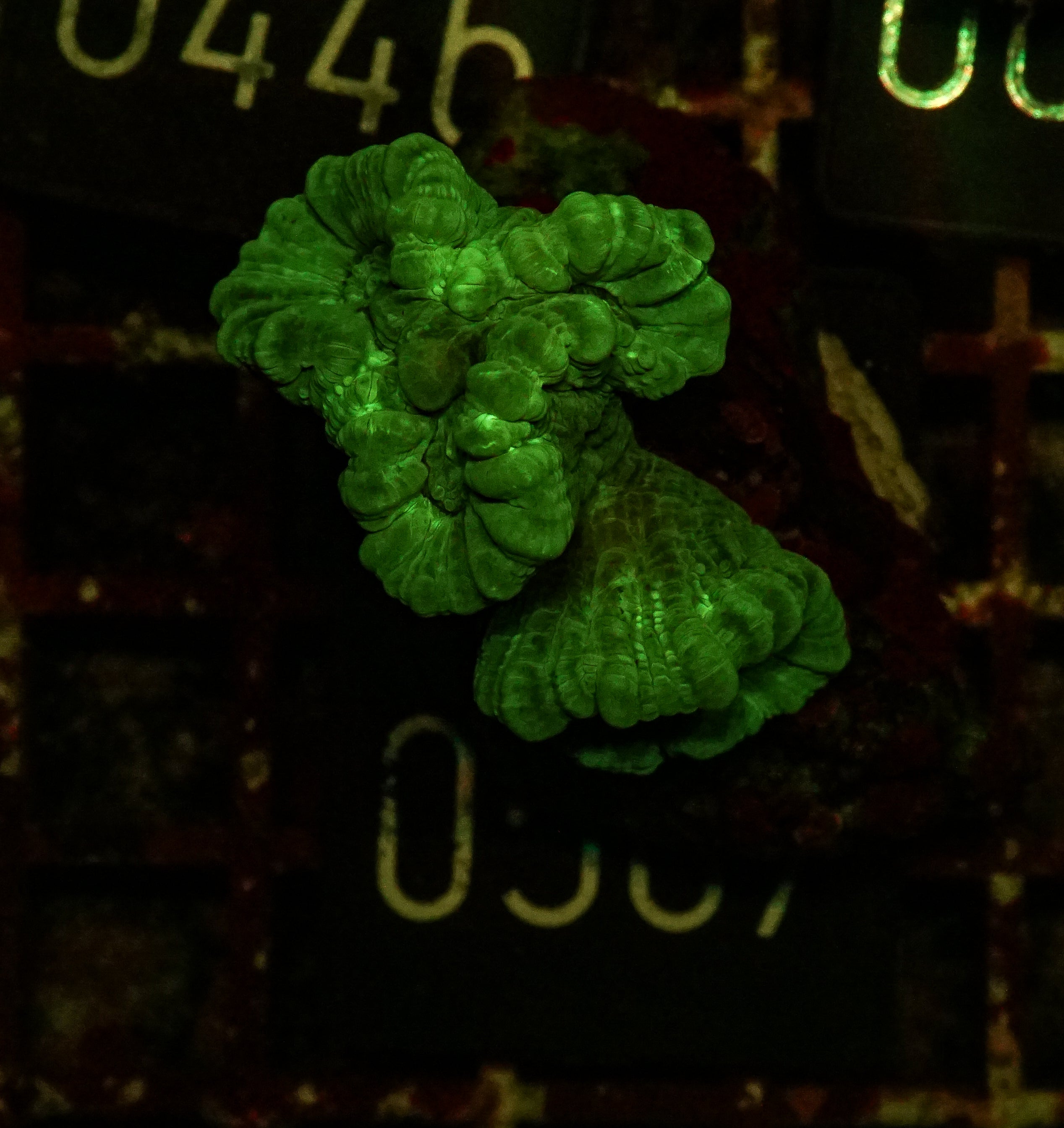 Caulastraea furcata "blue"