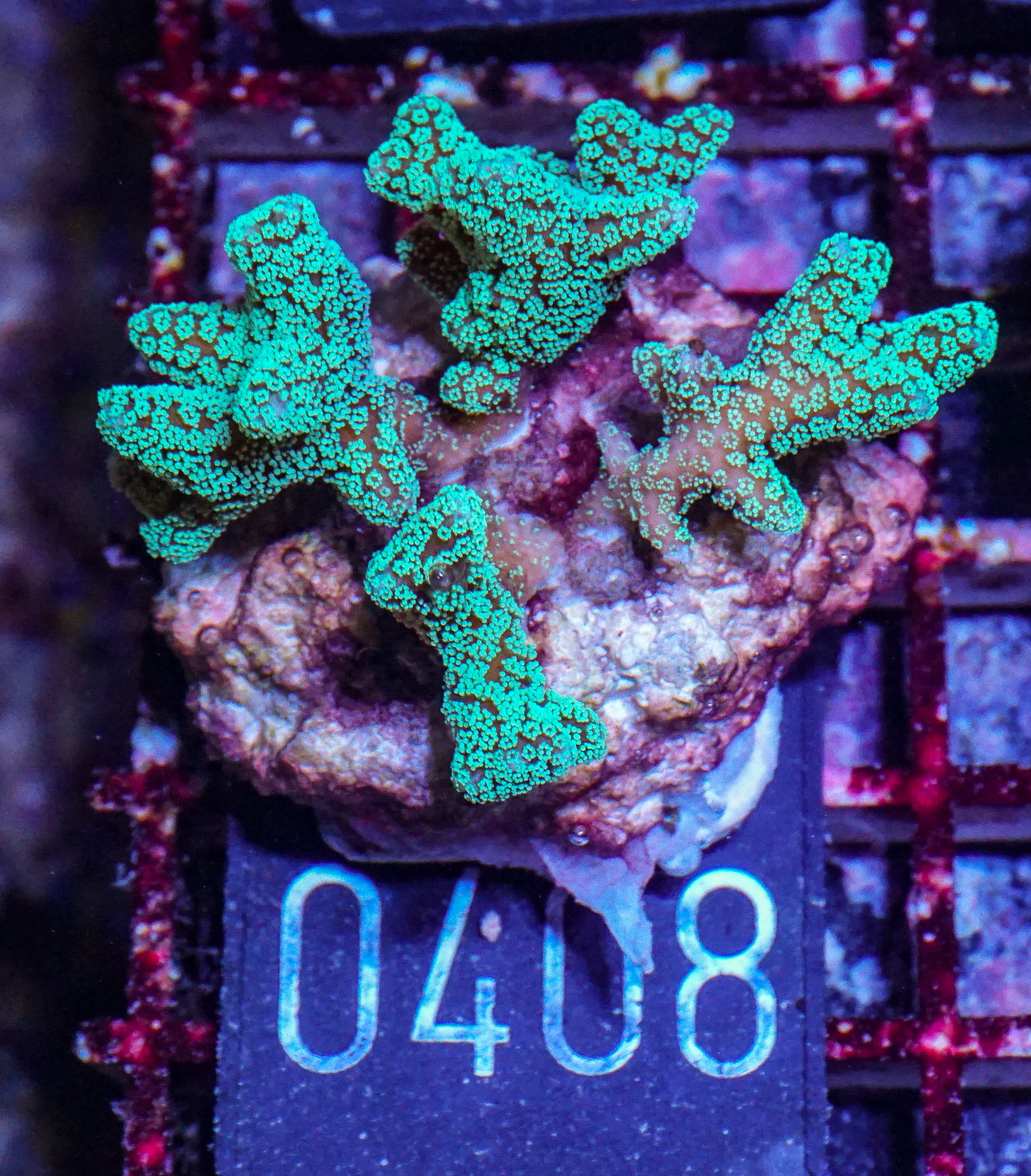 Seriatopora caliendrum "green"