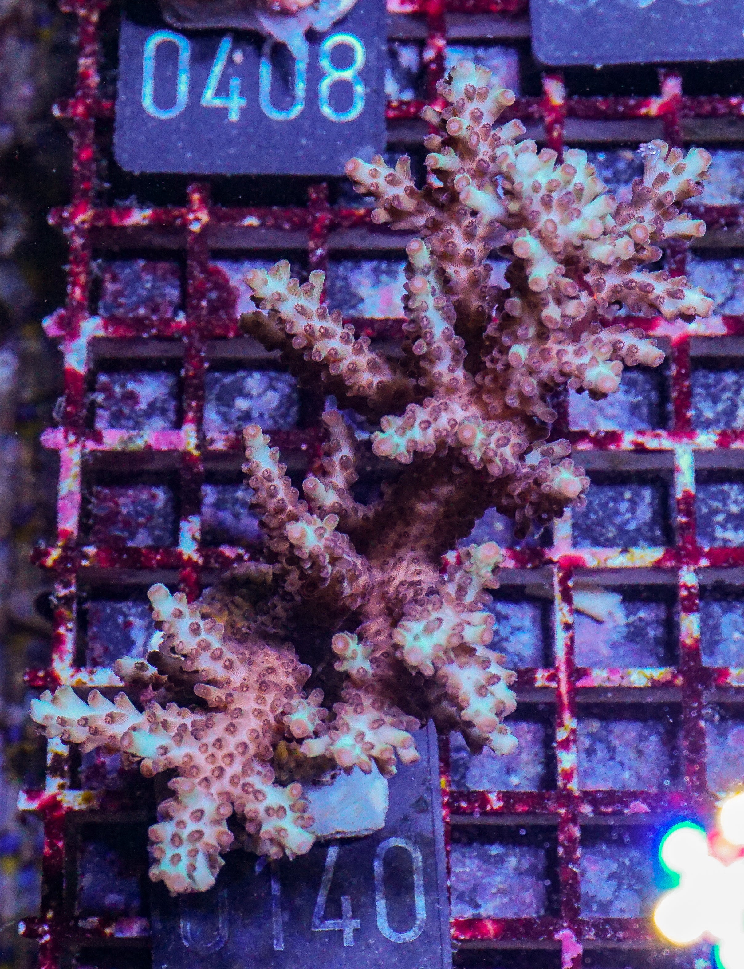 Acropora abrolhosenis “fluffy”