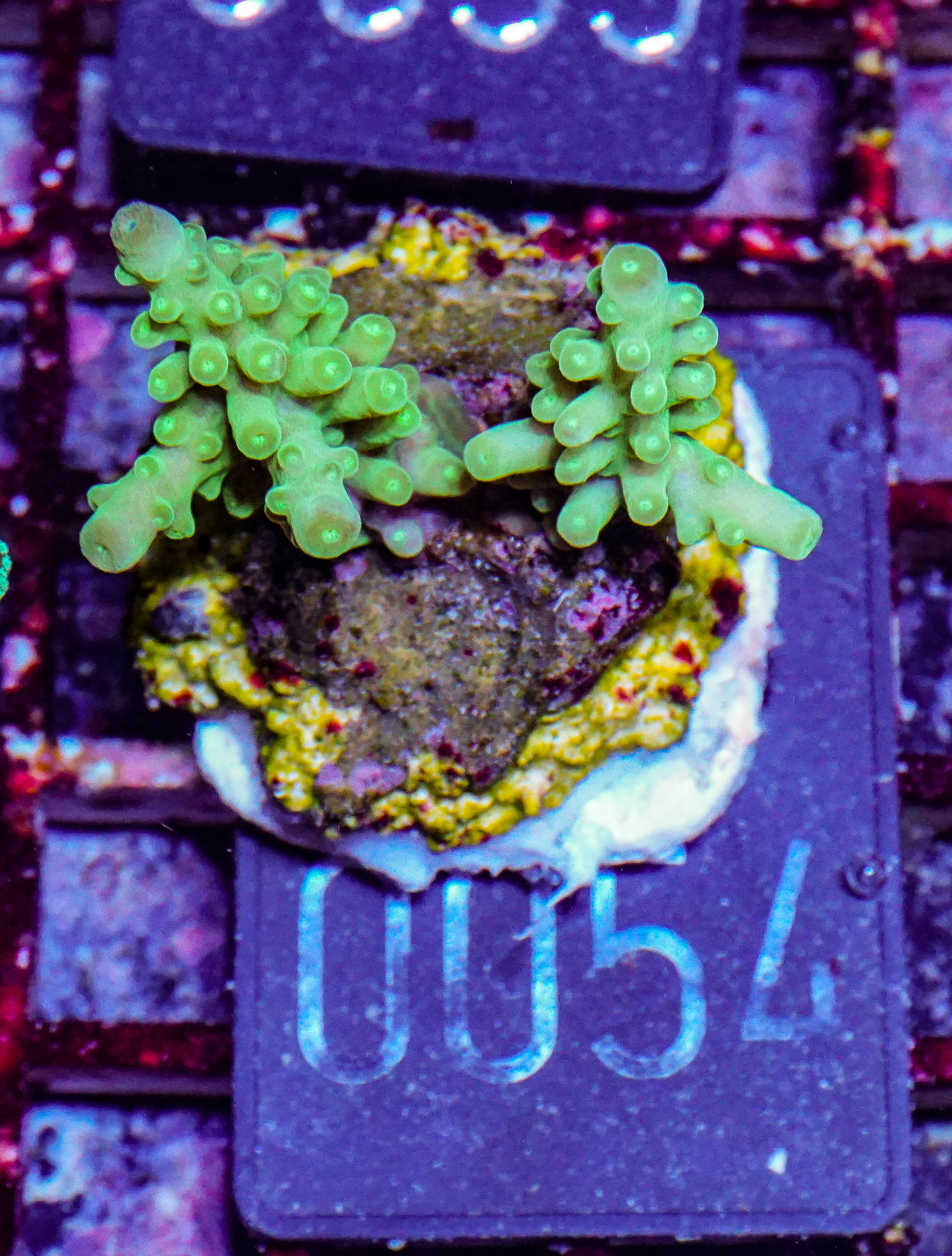 Acropora austera “golden age”
