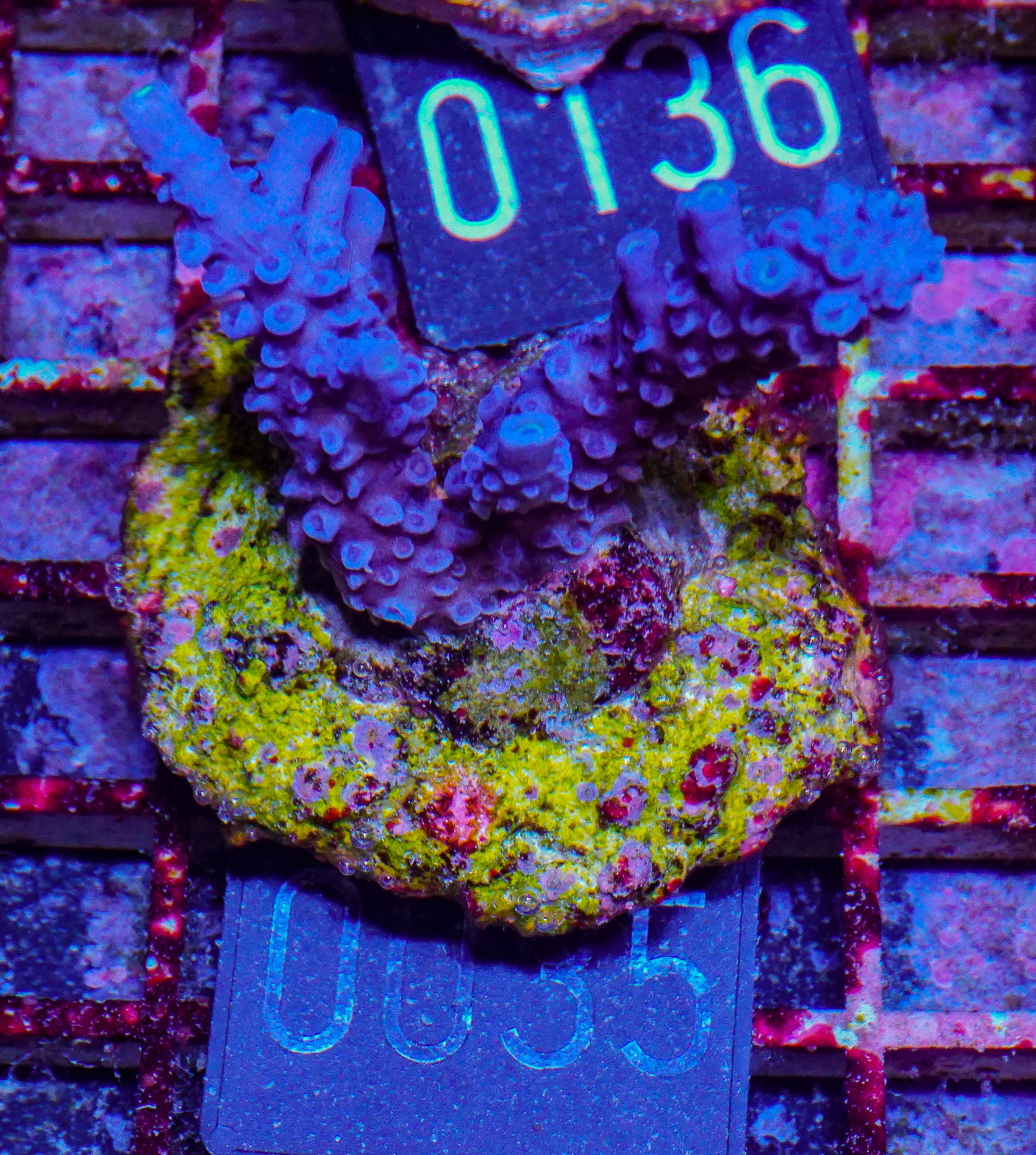 Acropora hoeskmai “blue robin”