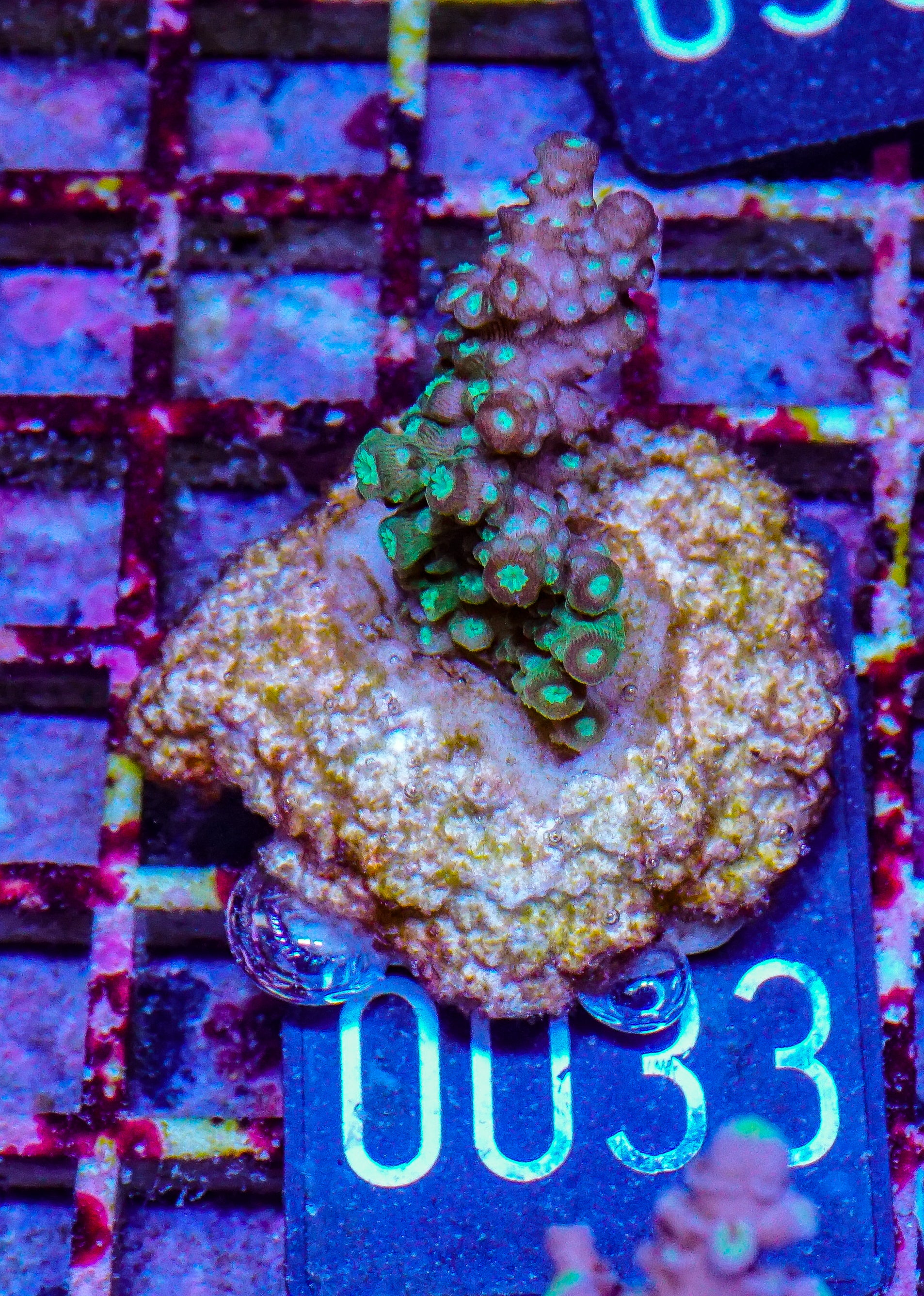 Acropora florida “orange blossom”
