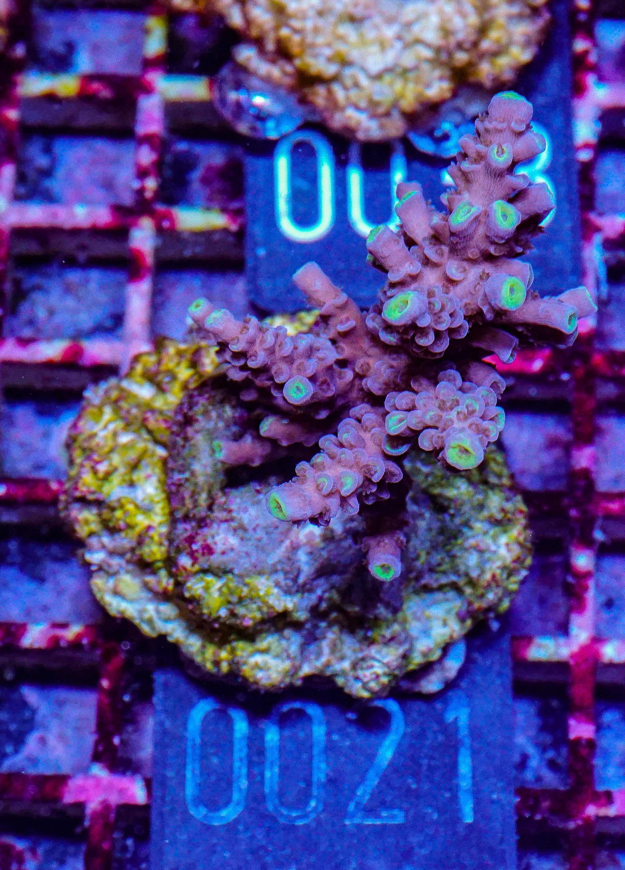 Acropora tenuis “Walt Disney art”