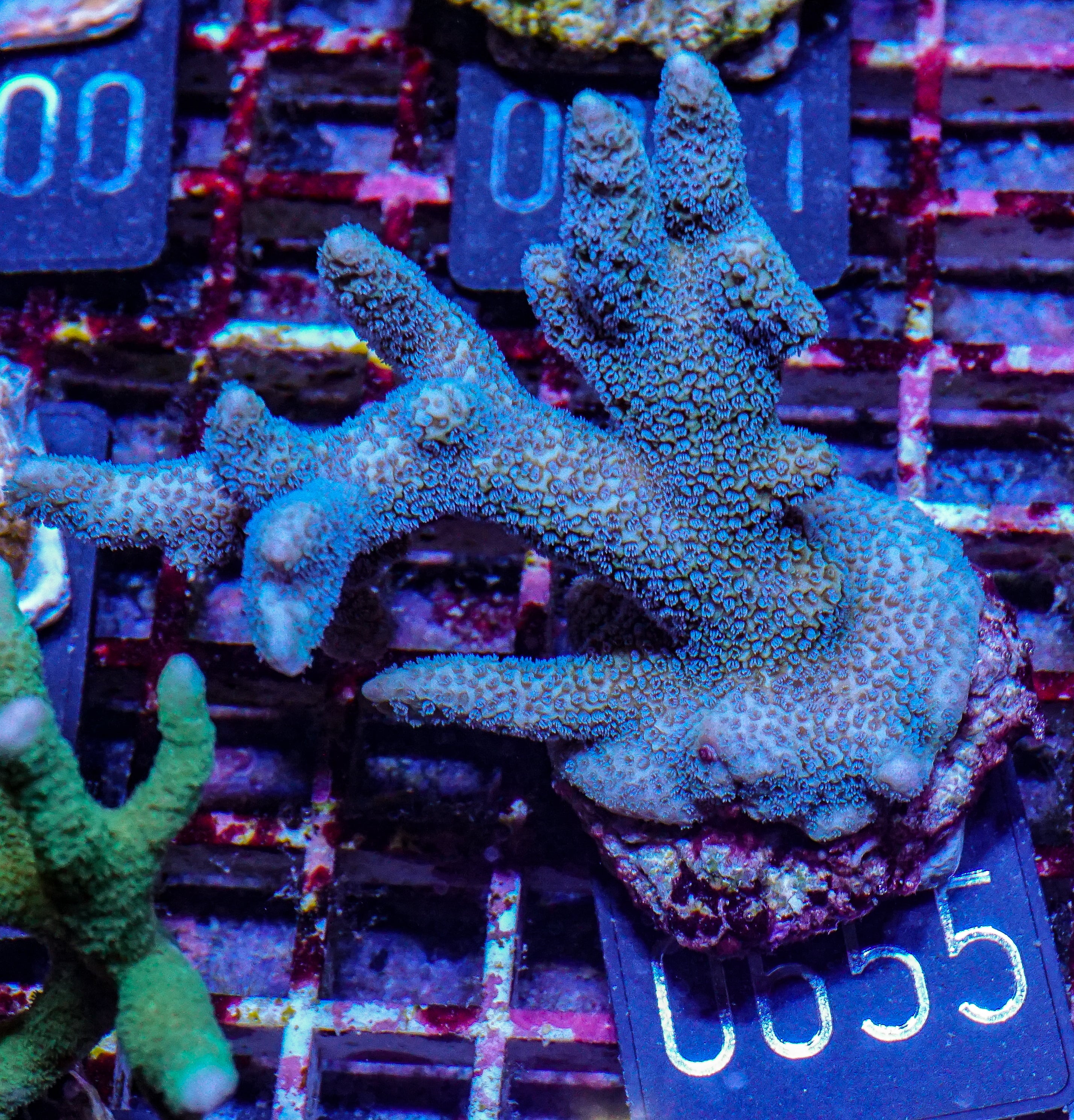 Montipora gaimardi
