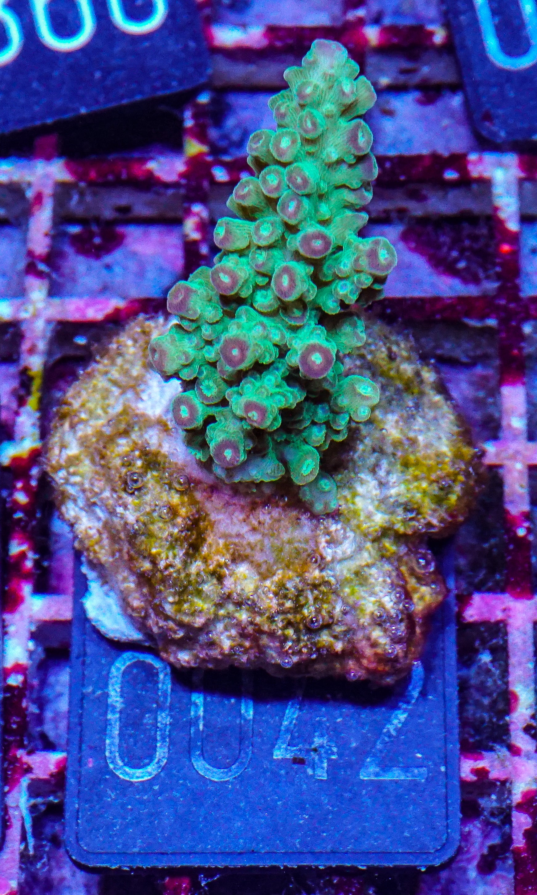 Acropora florida “orange blossom”