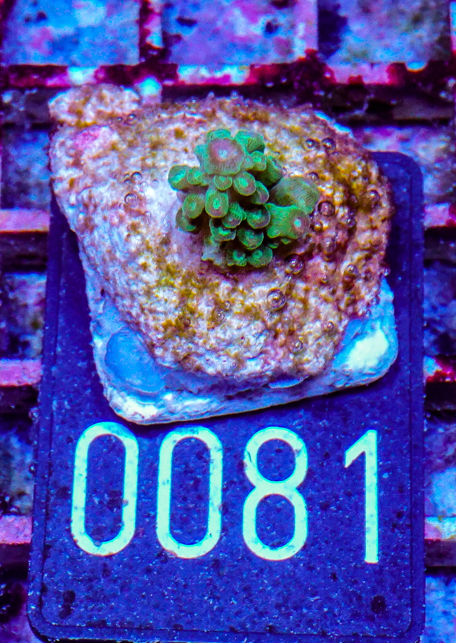 Acropora florida “orange blossom”