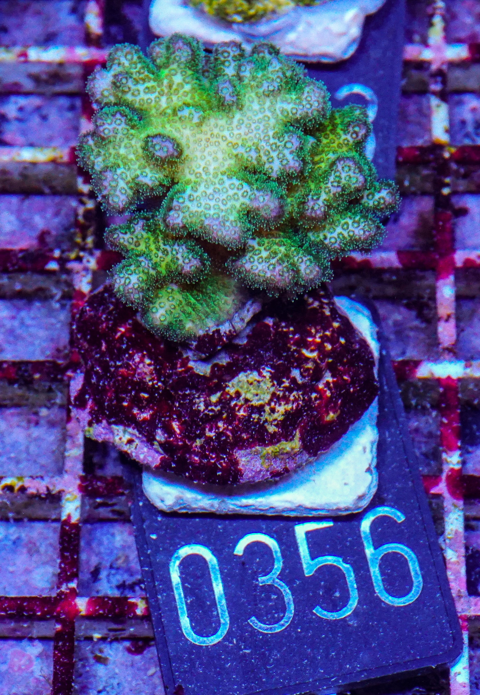 Pocillopora verrucosa "gelb-grün"
