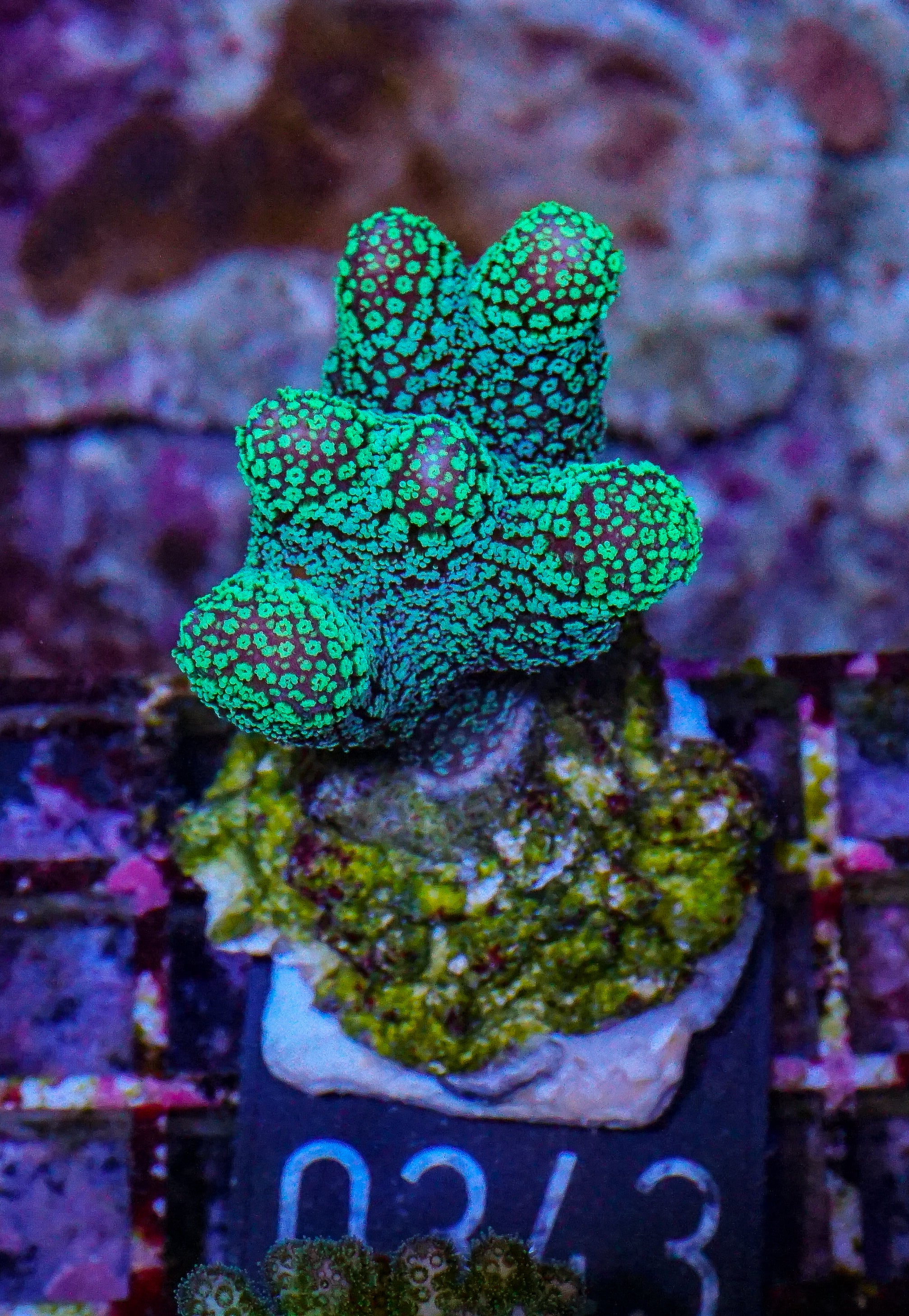 Stylophora pistillata "green"