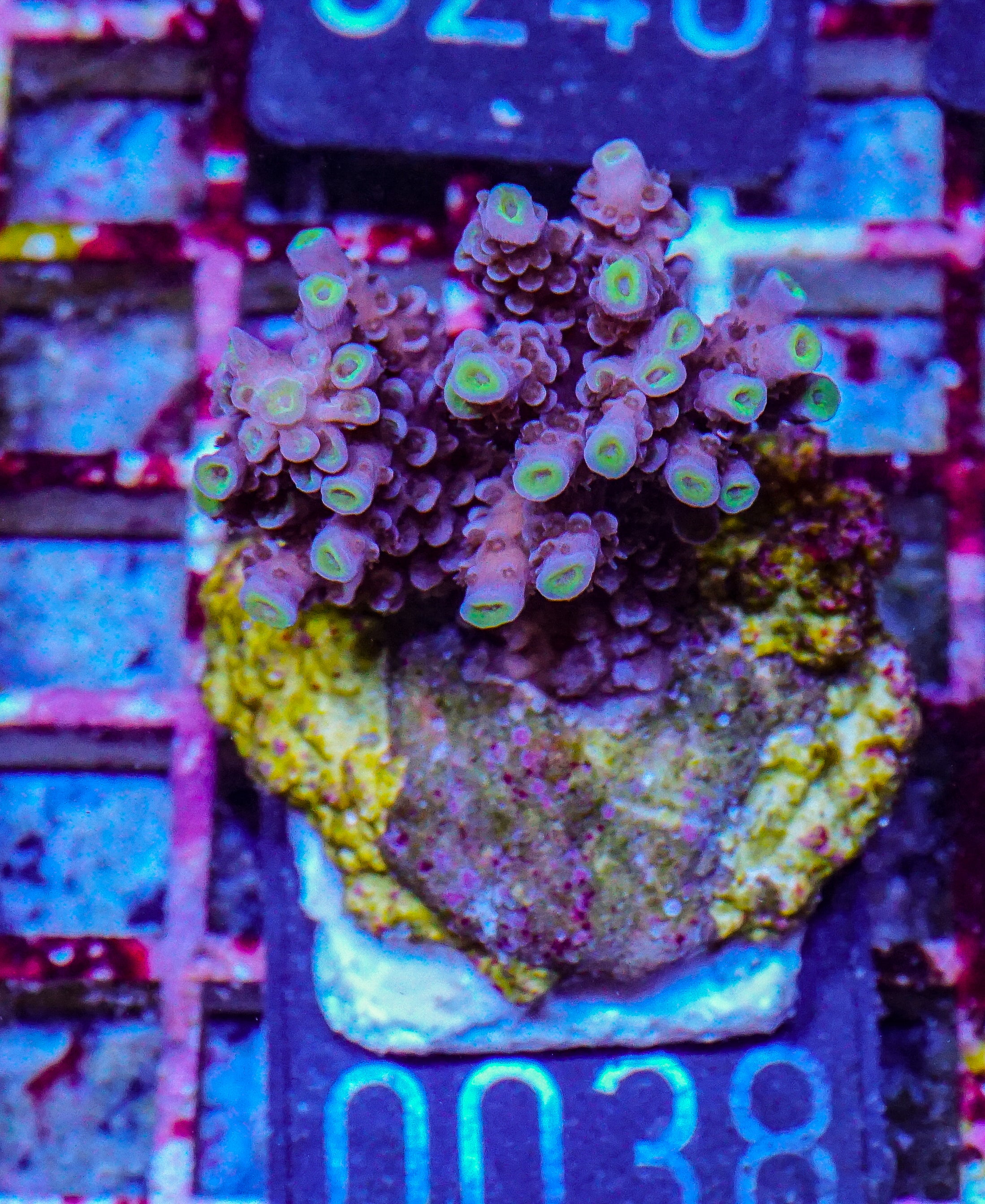 Acropora tenuis “Walt Disney art”