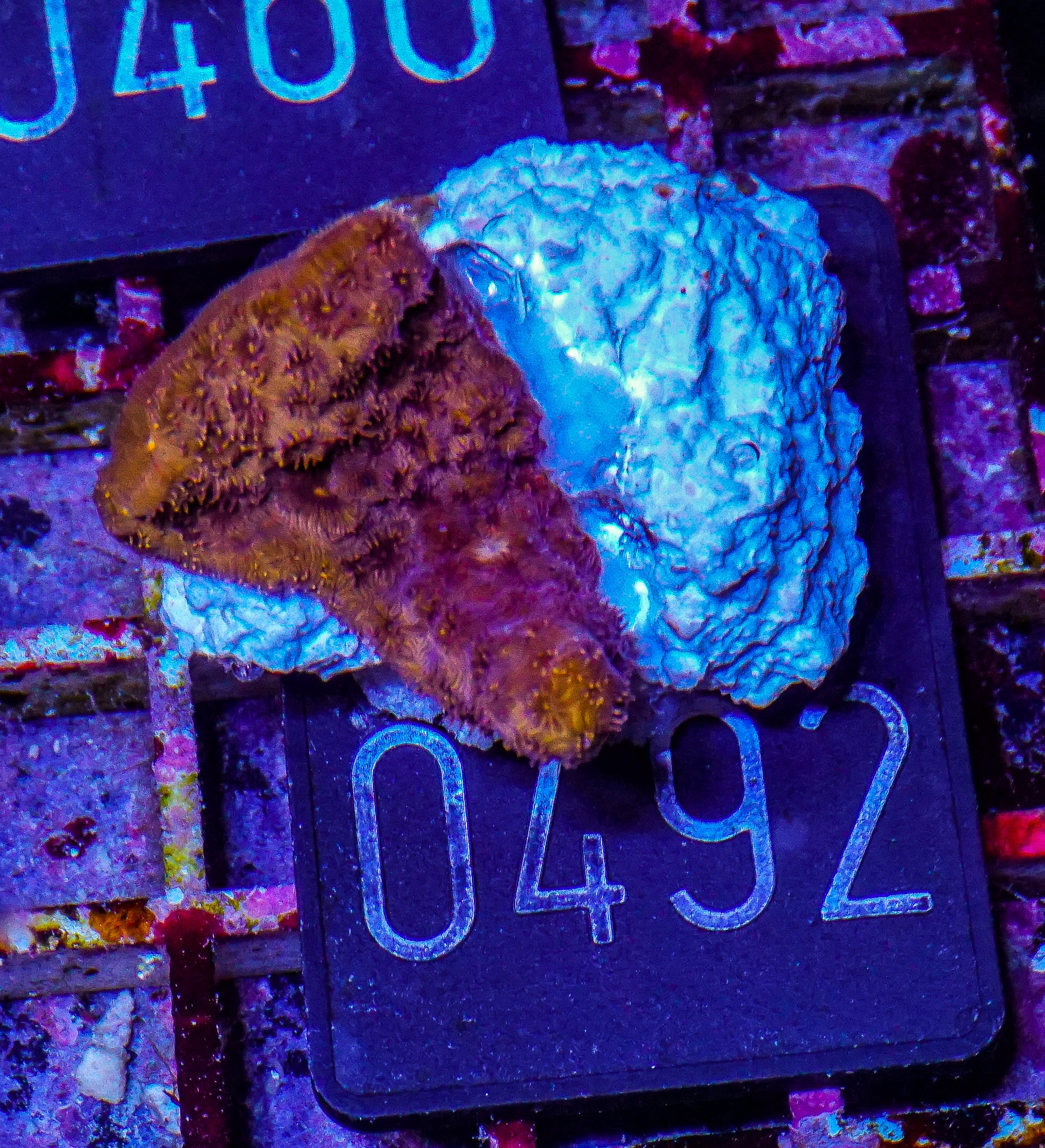 Pavona maldivensis