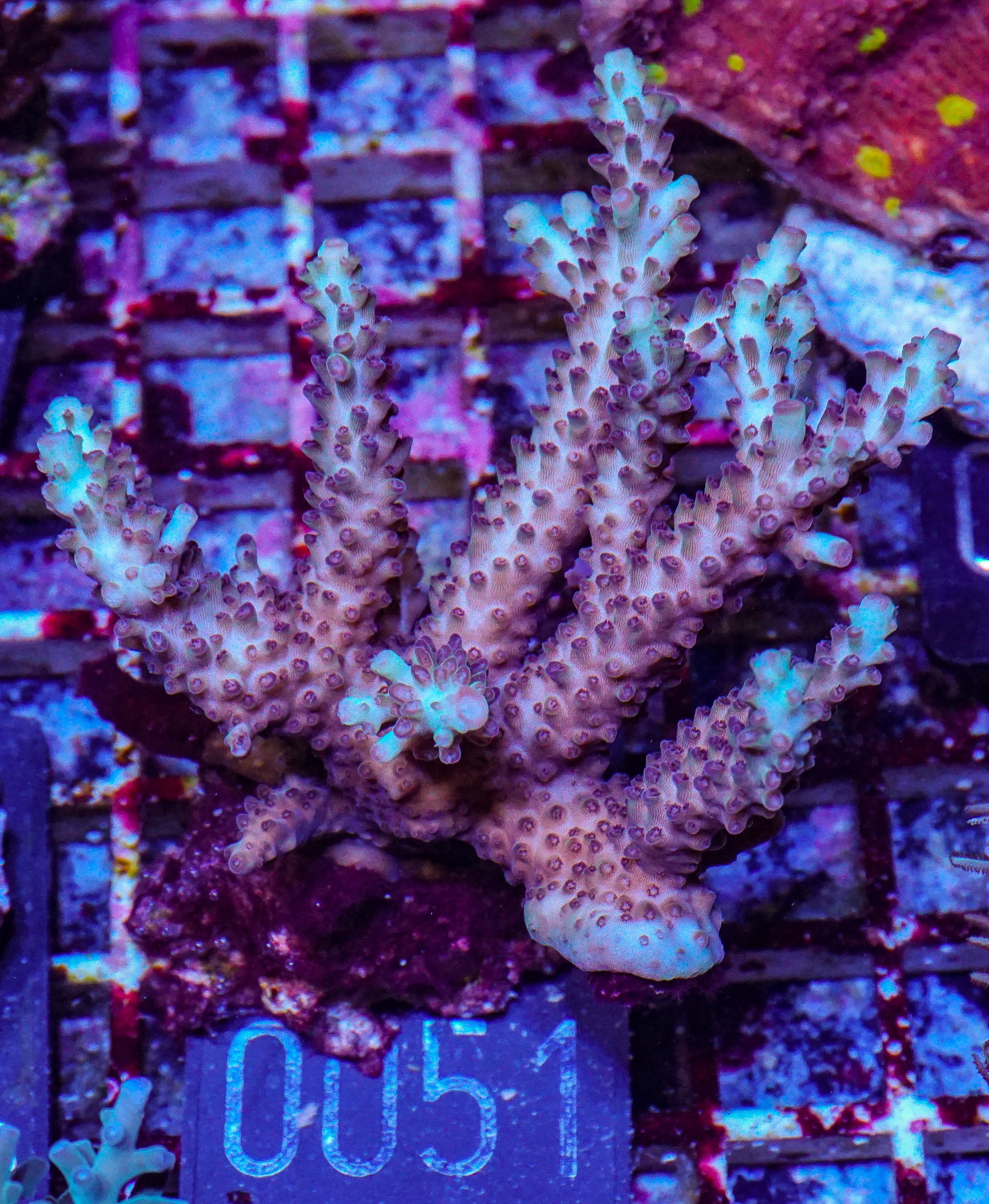 Acropora abrolhosenis “fluffy”