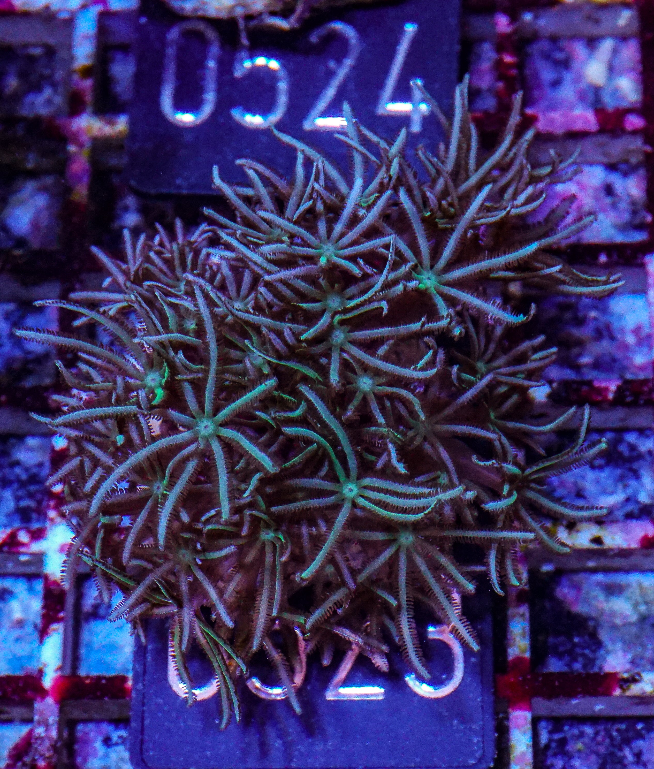 Tubipora musica