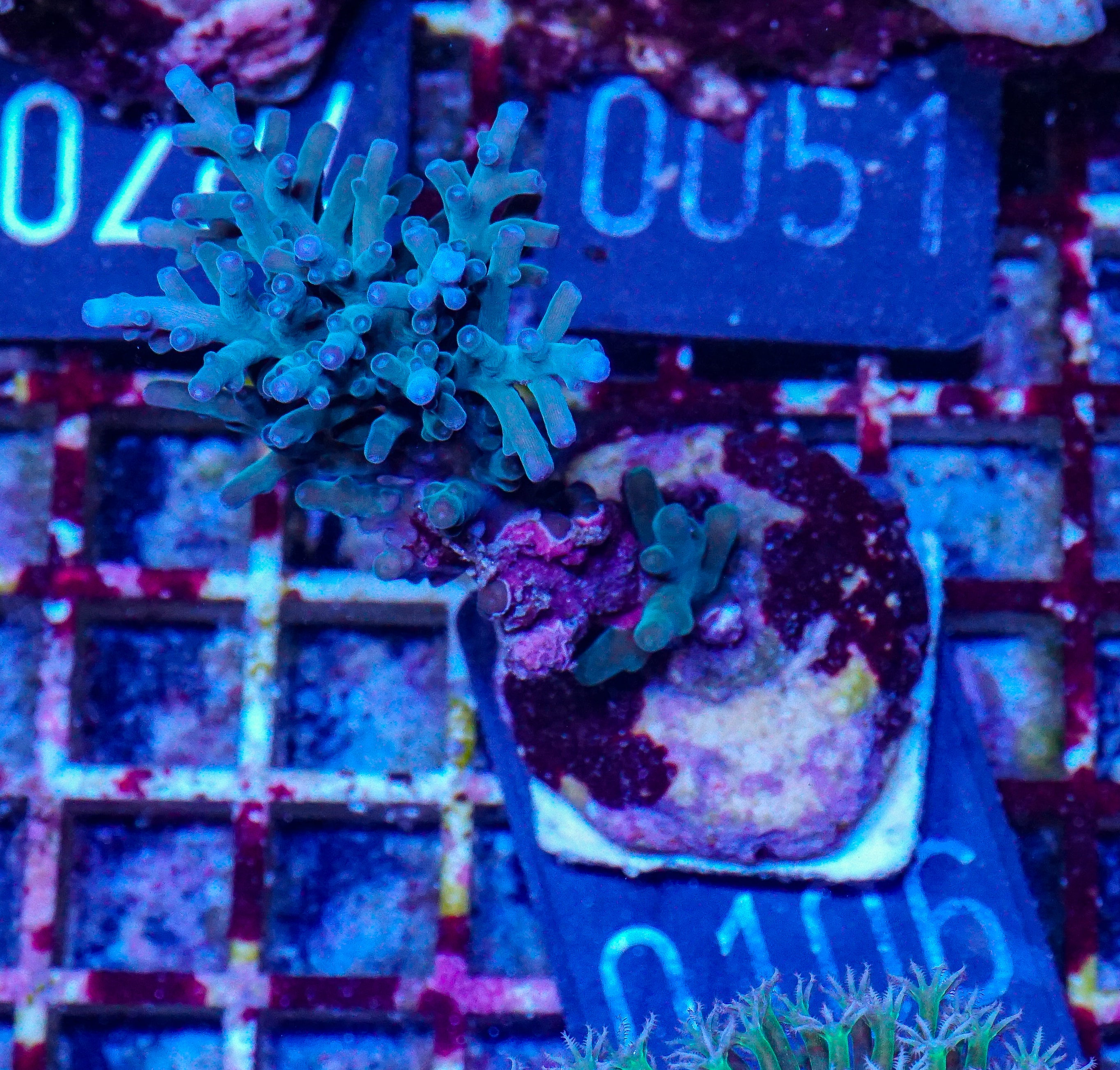 Acropora echinata