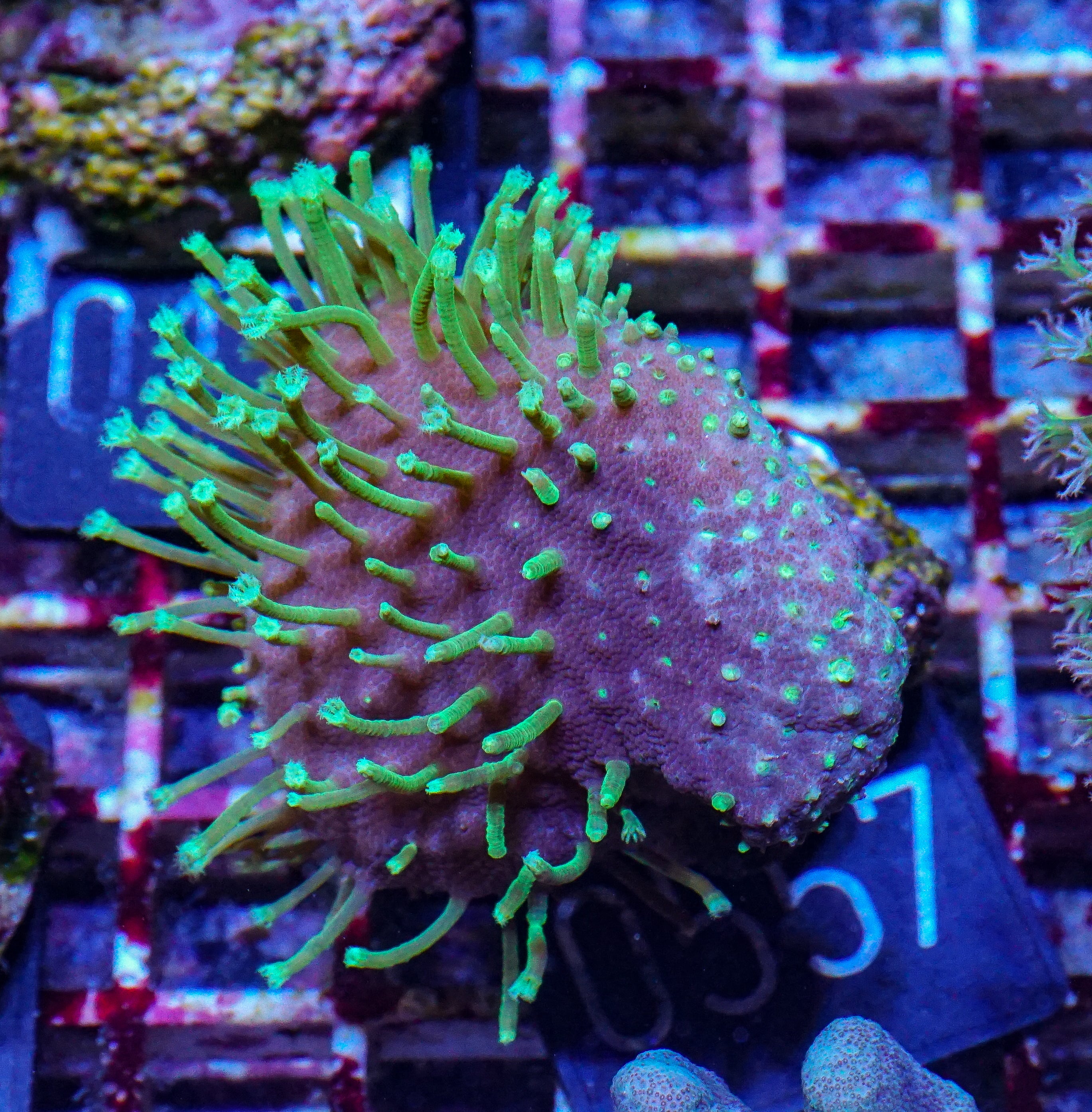 Sarcophyton ehrenbergi "Fiji"