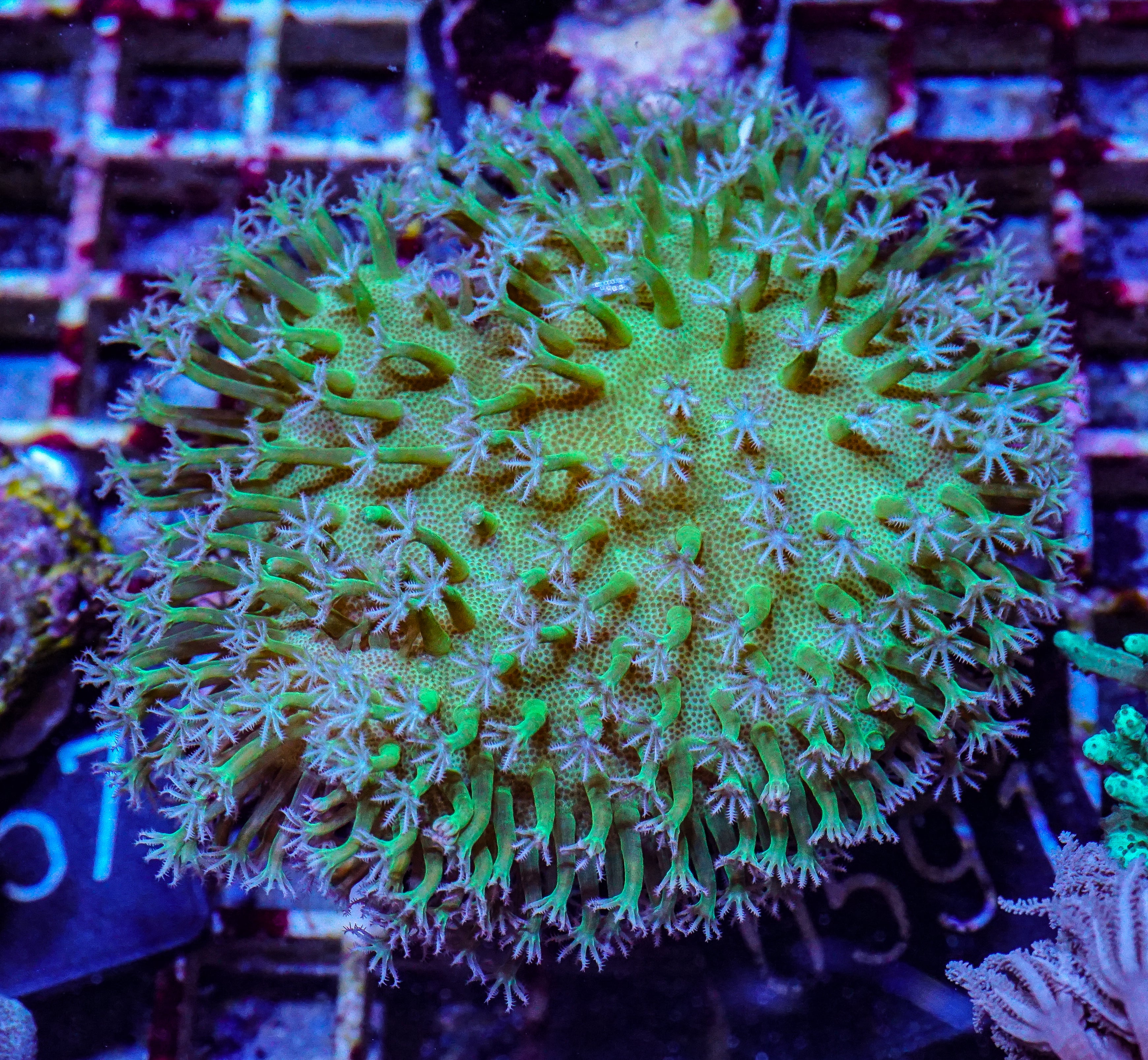 Sarcophyton ehrenbergi "white polyps"