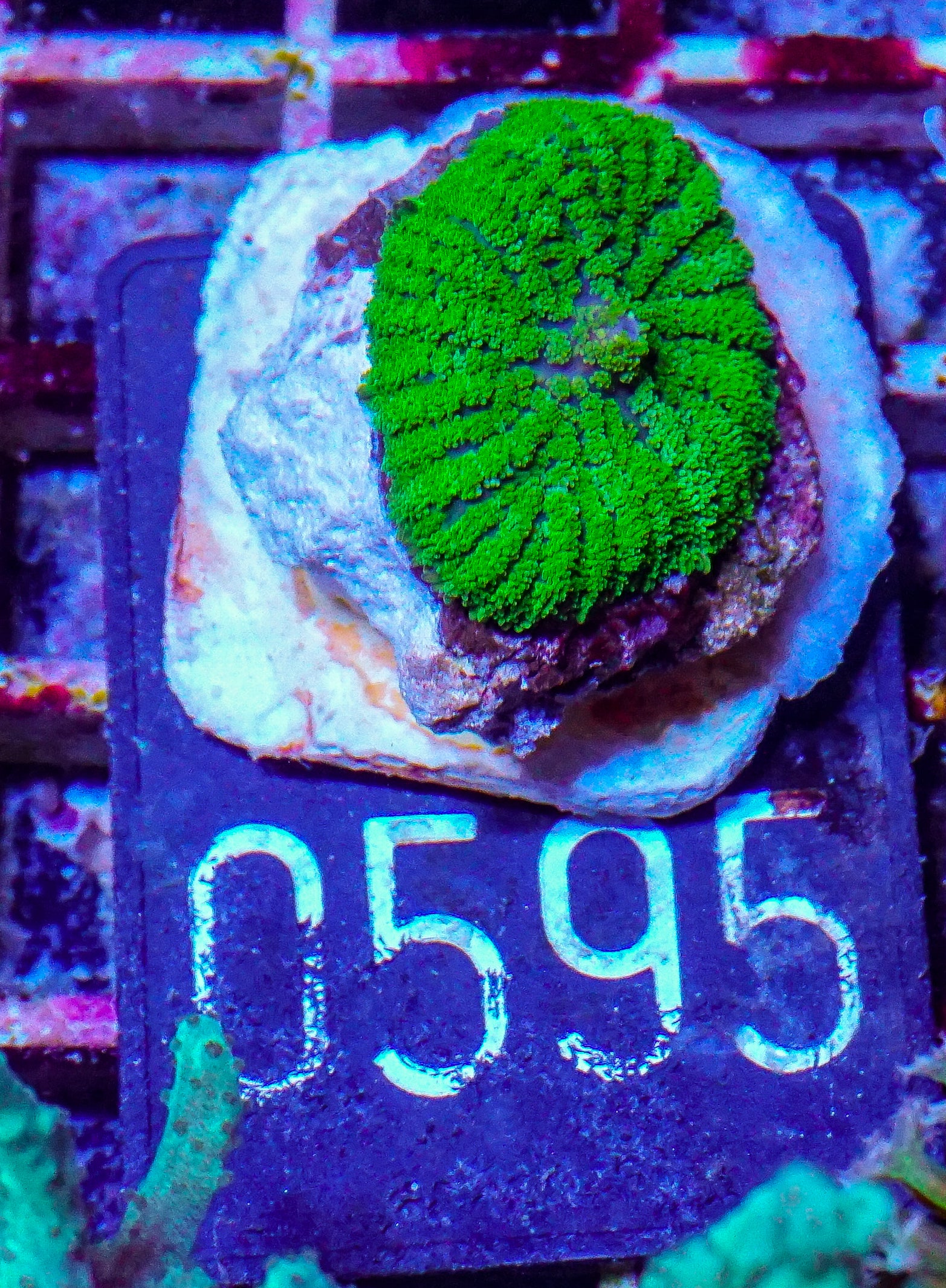 Rhodactis sp.