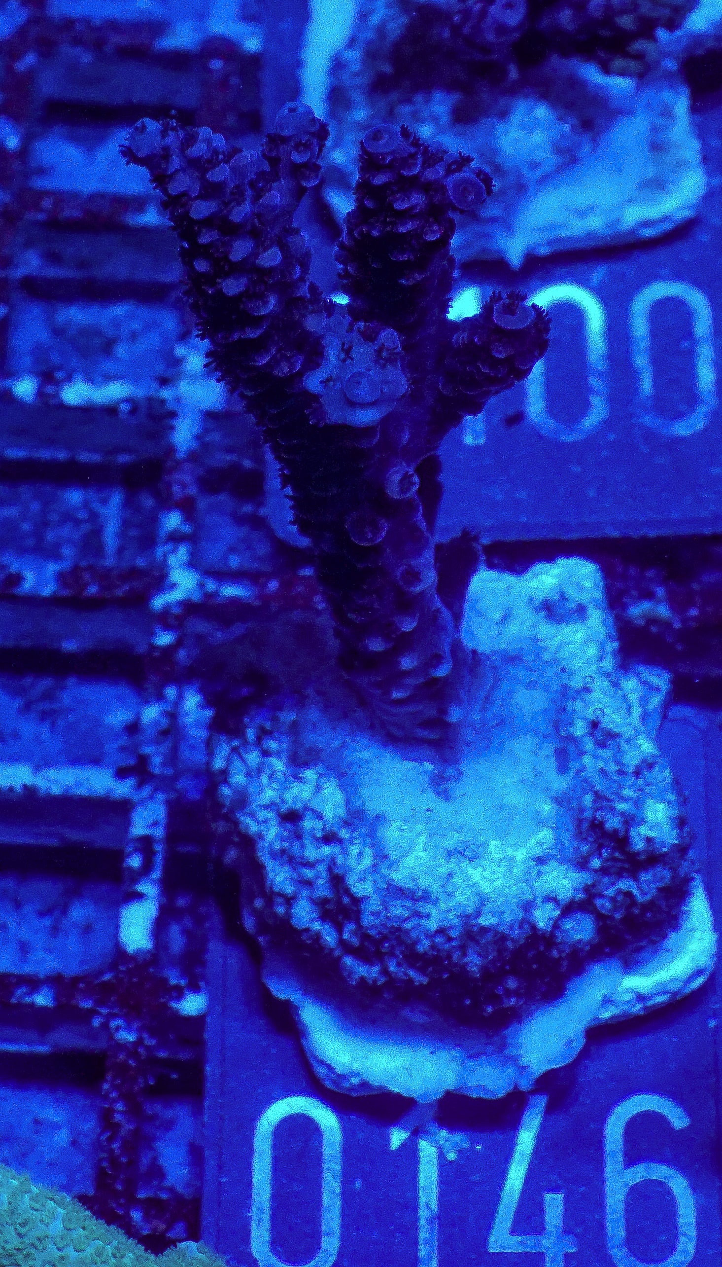 Acropora vermiculata “red jacket”