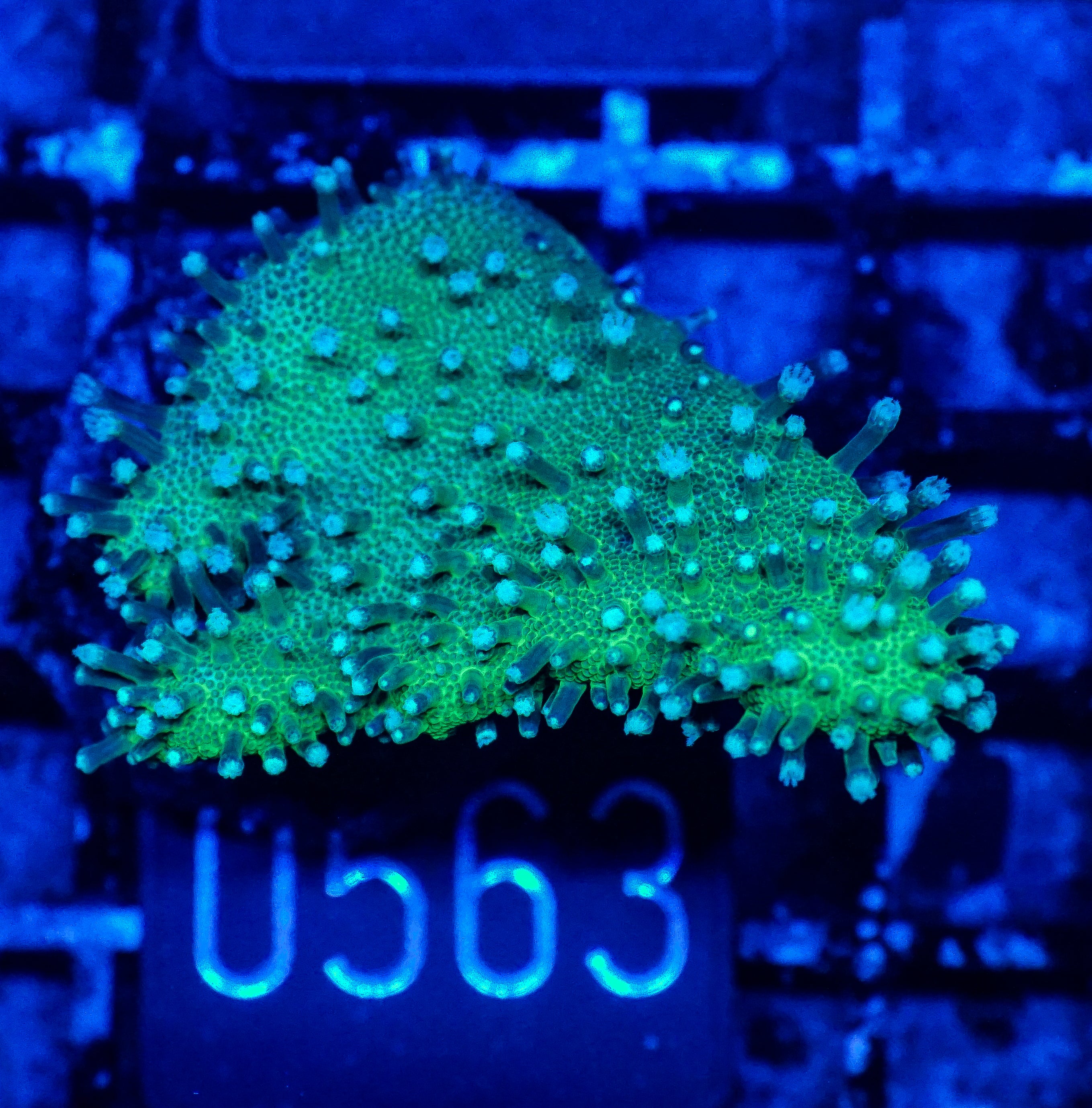 Lobophytum sp. "green"