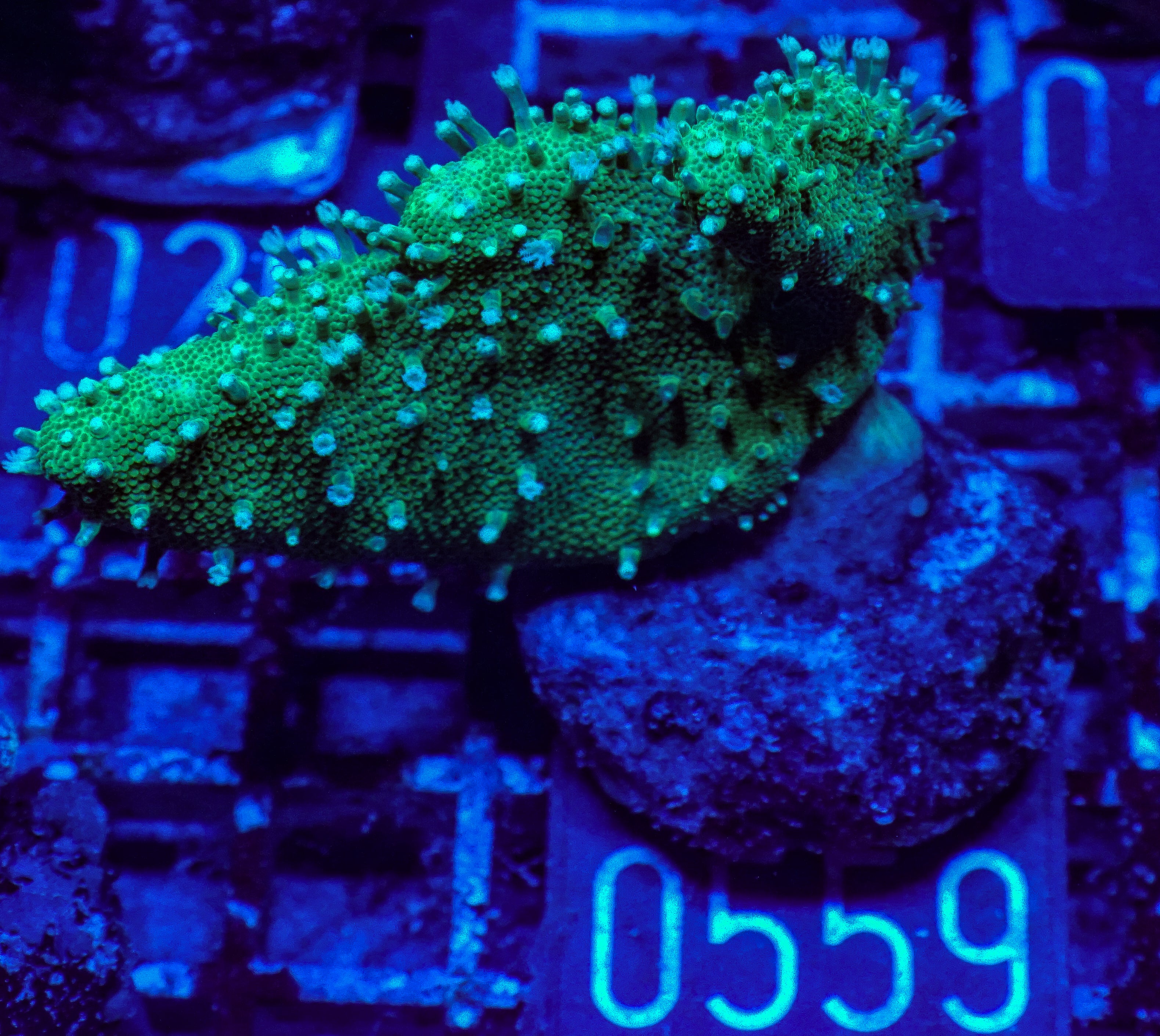 Lobophytum sp. "green"