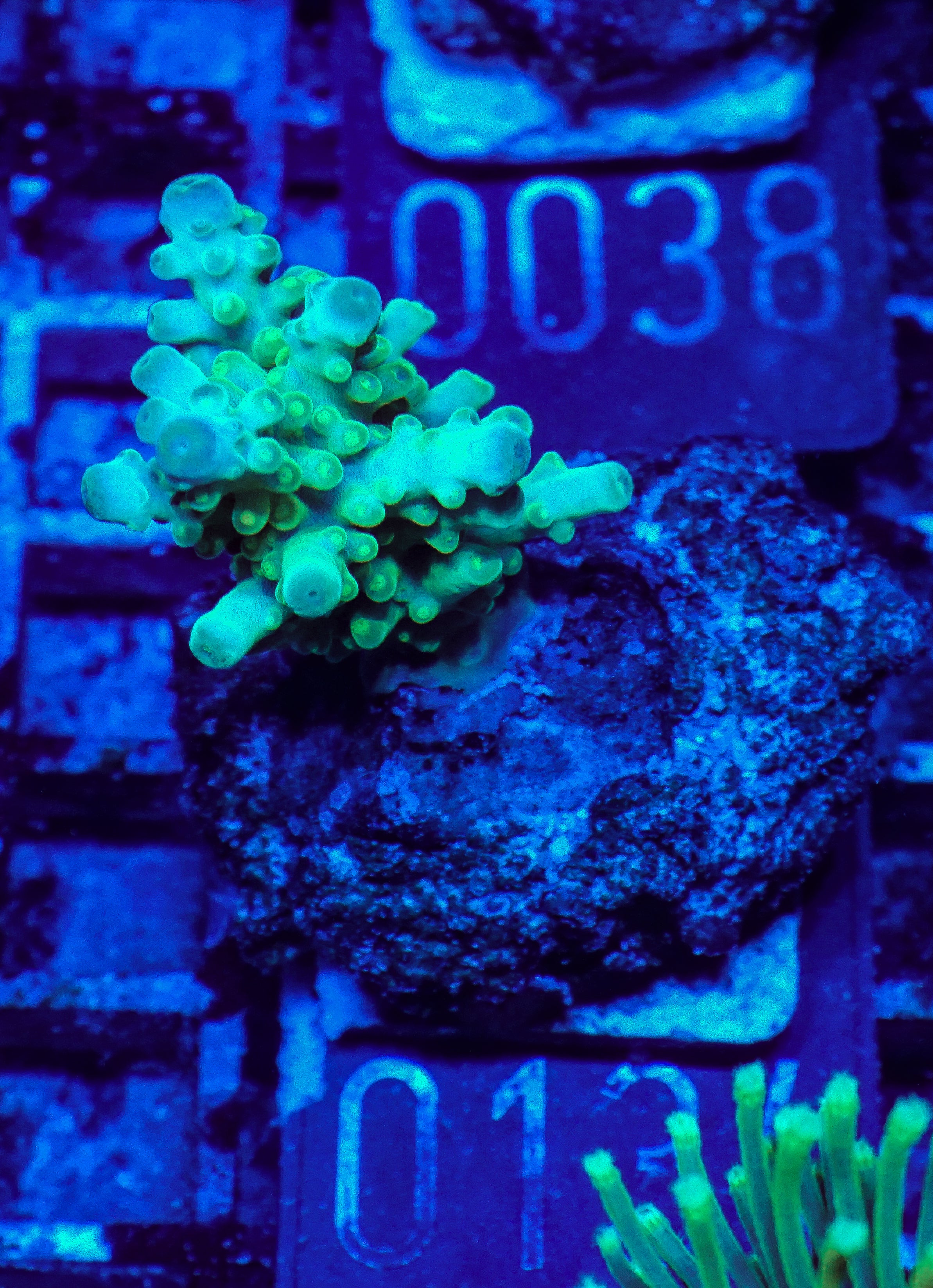 Acropora austera “golden age”