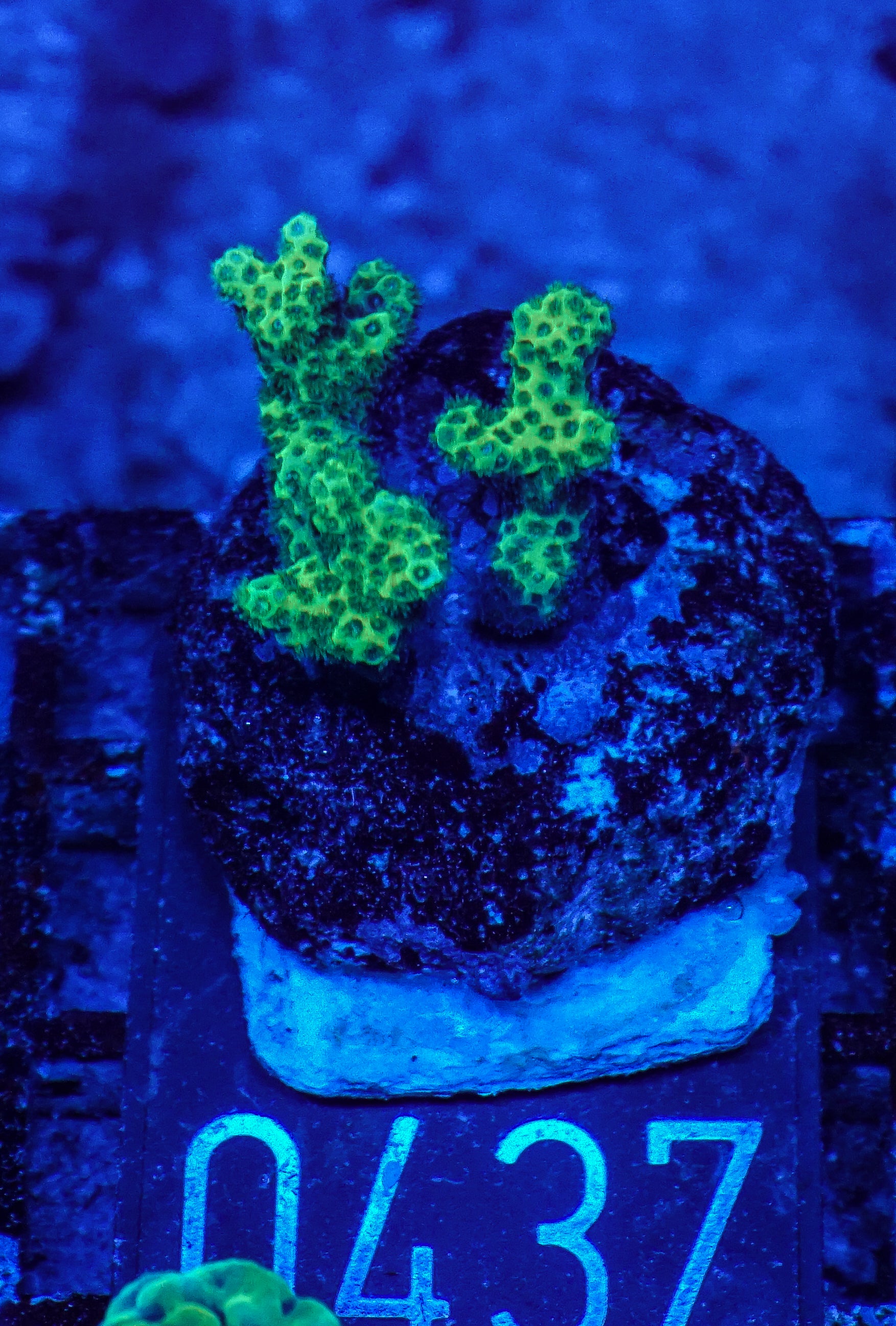 Pocillopora damicornis "green"