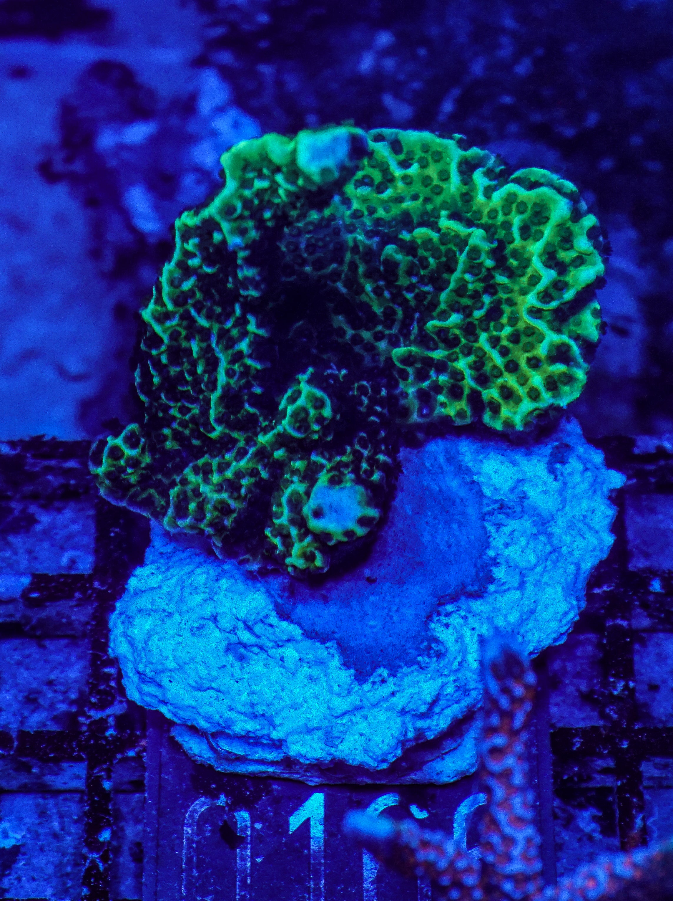 Montipora confusa